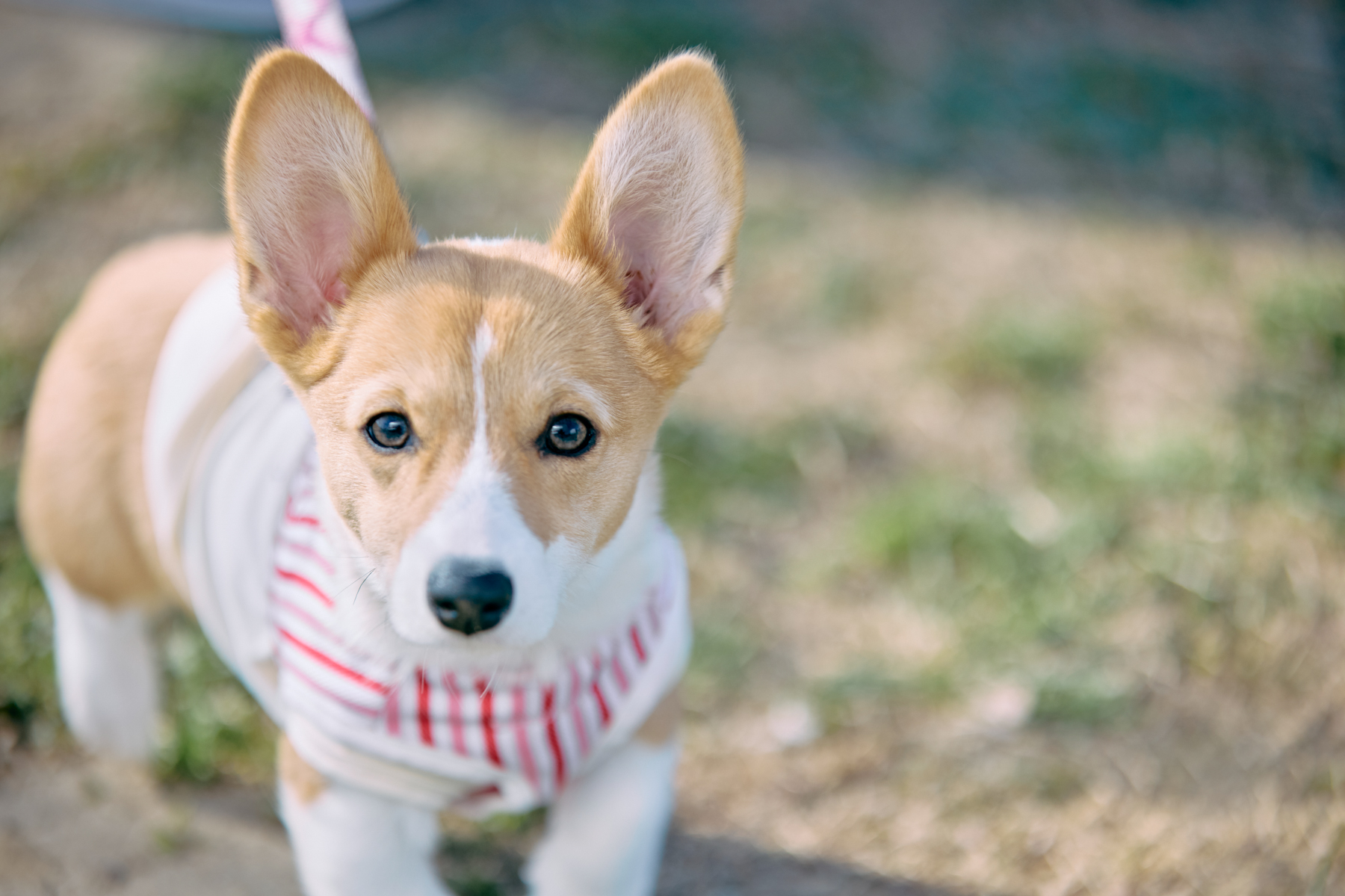 パピーセミナー(Corgi 26 Autumn)