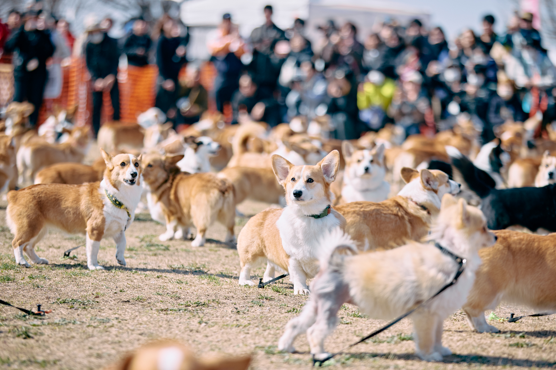Corgi Festival 2026 Autumn | meetup | フリーステッチ free stitch