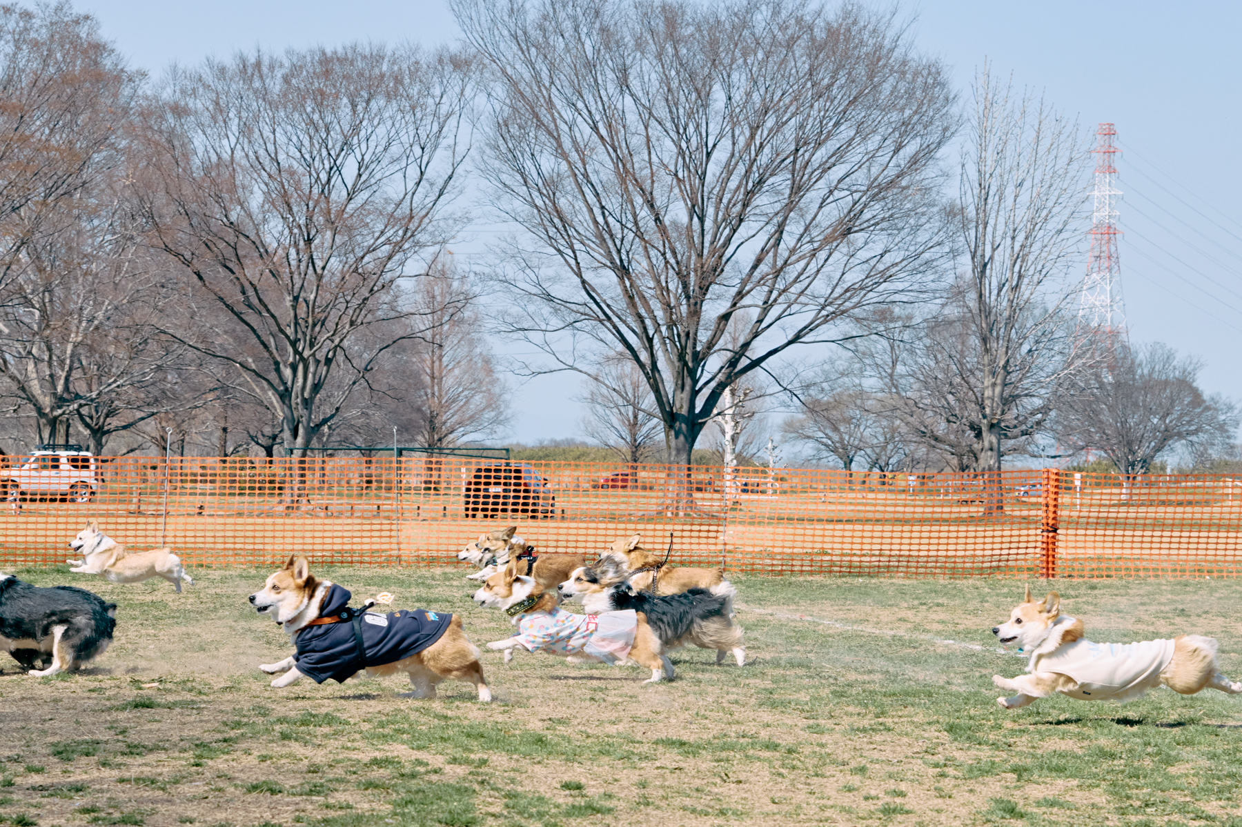 30mレース(Corgi 26 Autumn)