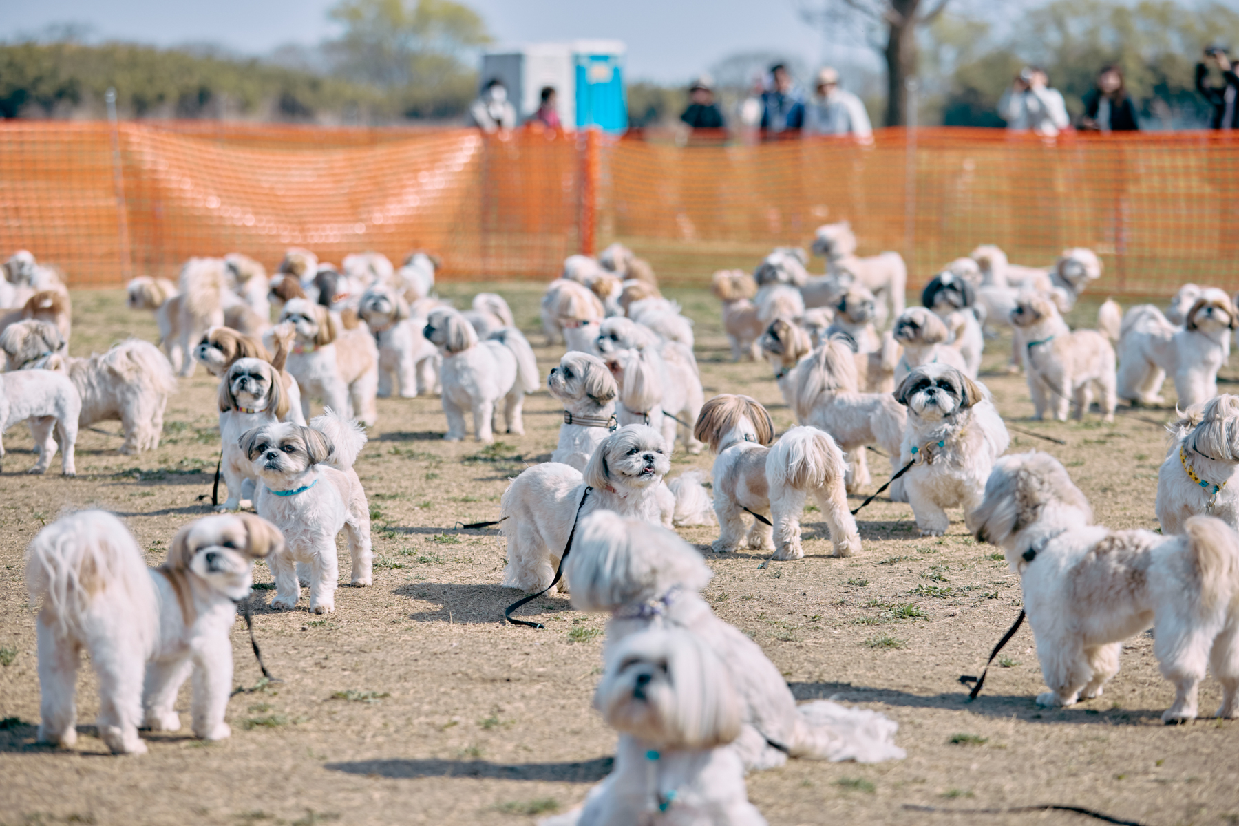 犬まみれ撮影会(Shih Tzu 26 Autumn)