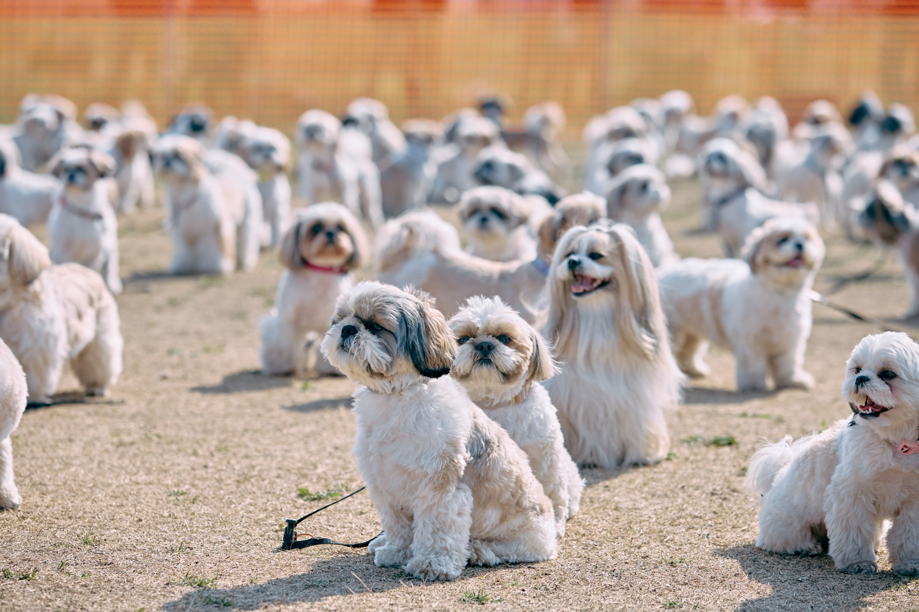 Shih Tzu Festival 2026 Autumn | meetup | フリーステッチ free stitch