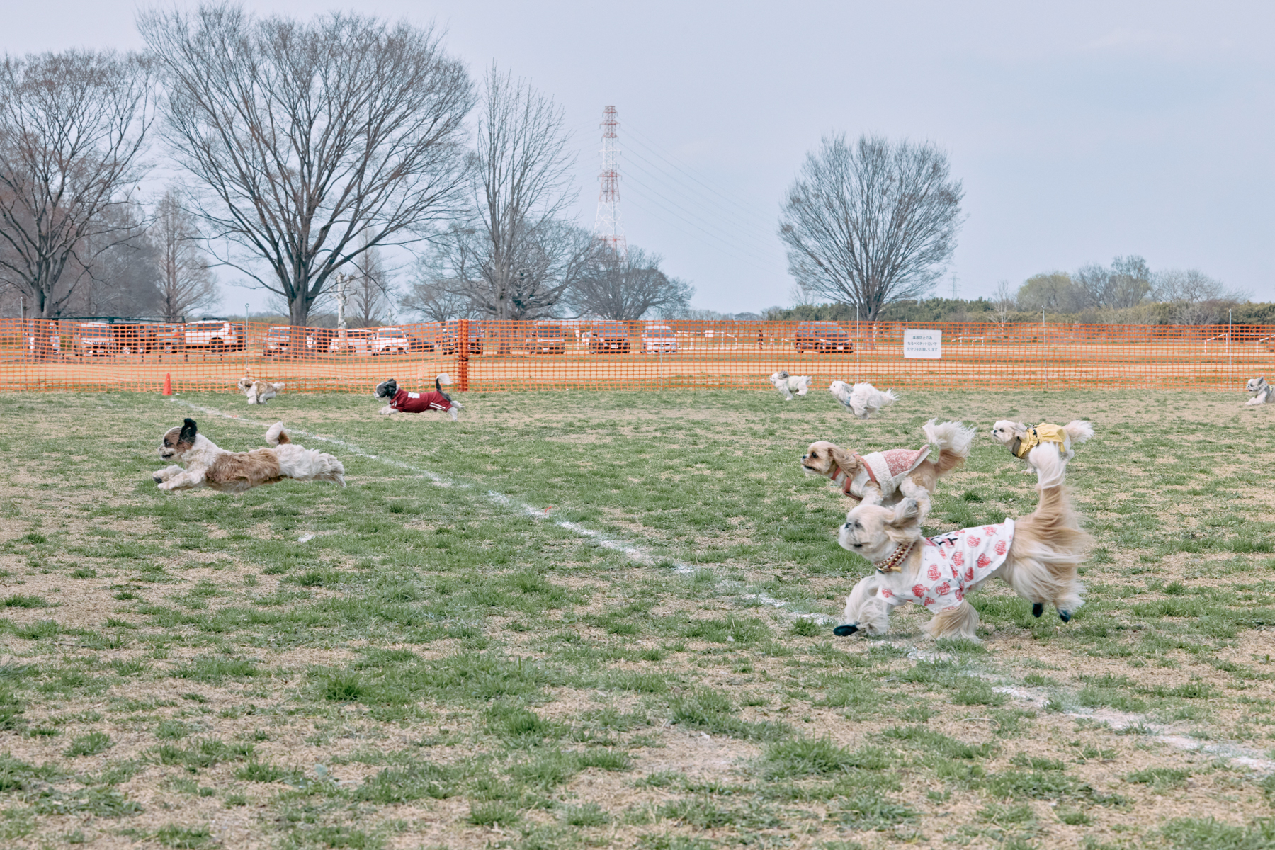 30mレース(Shih Tzu 26 Autumn)