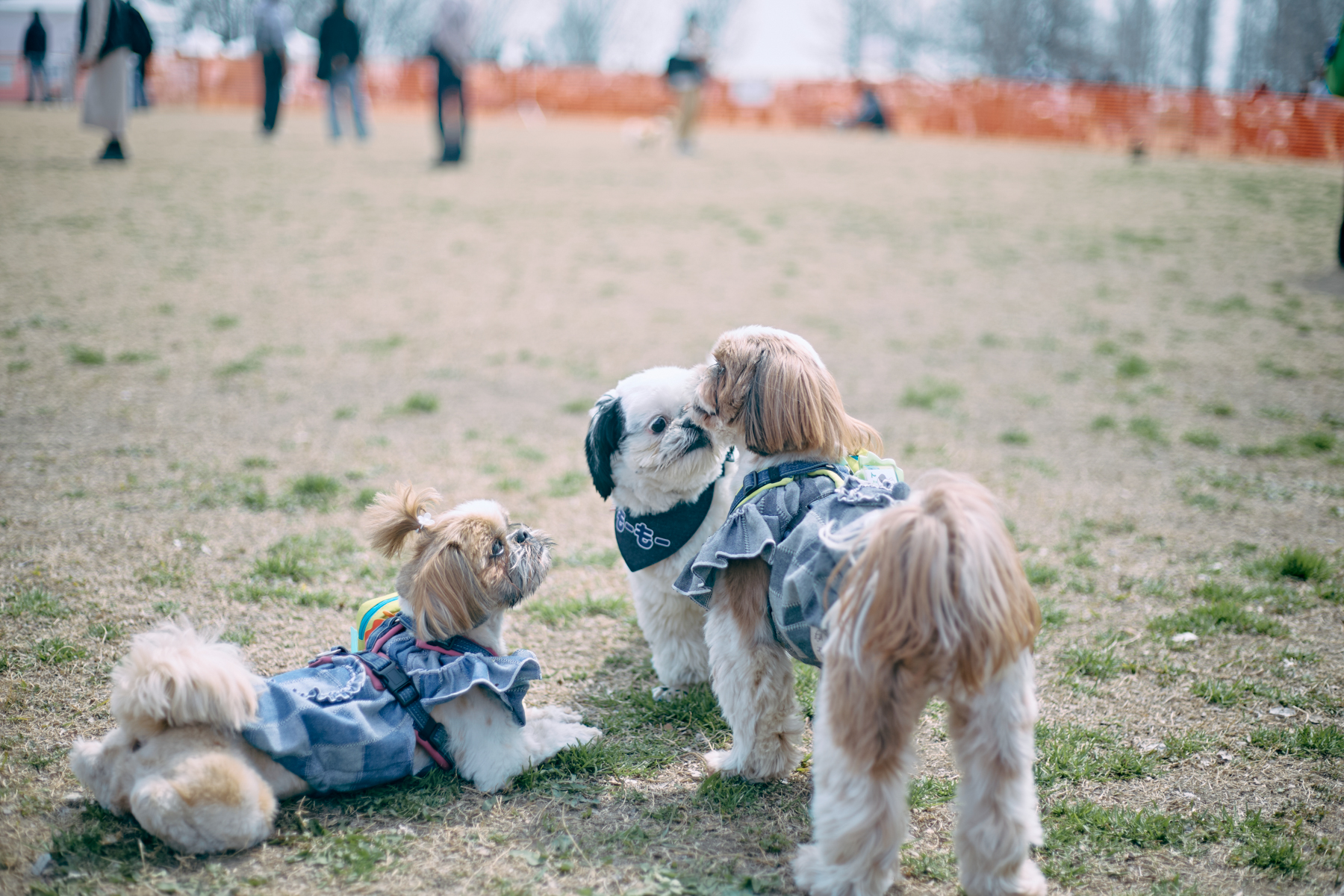 ドッグラン(Shih Tzu 26 Autumn)