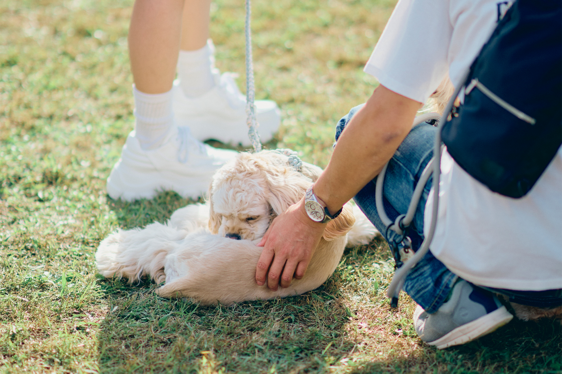 パピーセミナー(Cocker Spaniel)