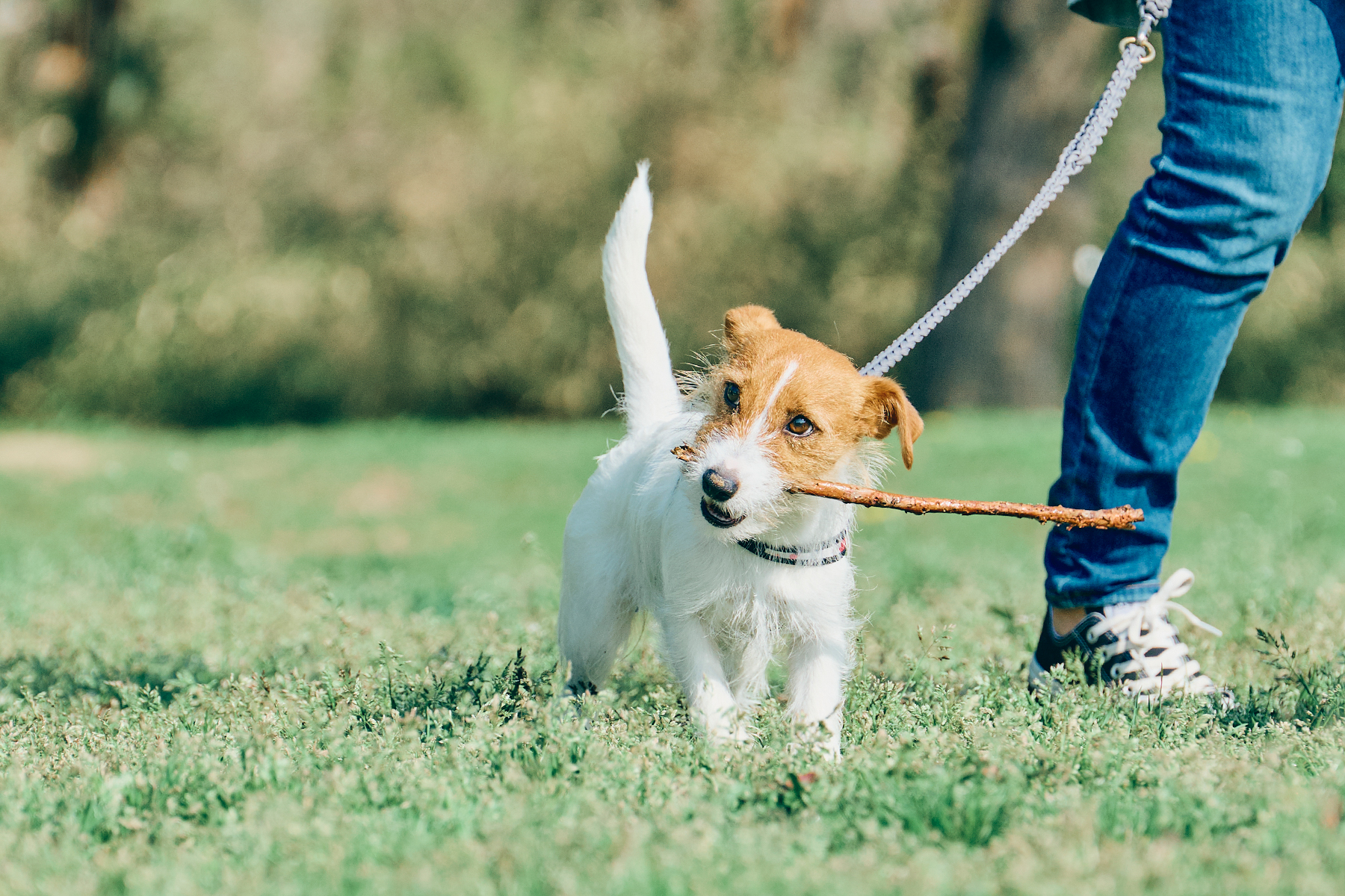 パピーセミナー(Jack Russell Terrier)