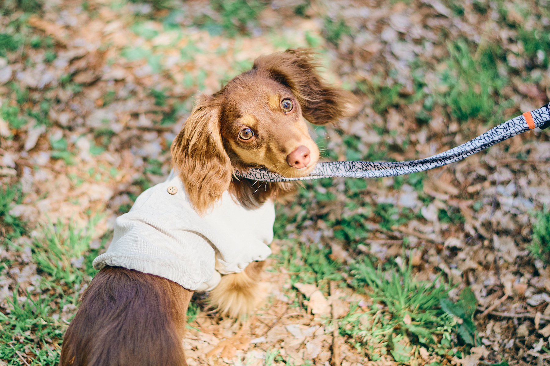 パピーセミナー(Dachshund)