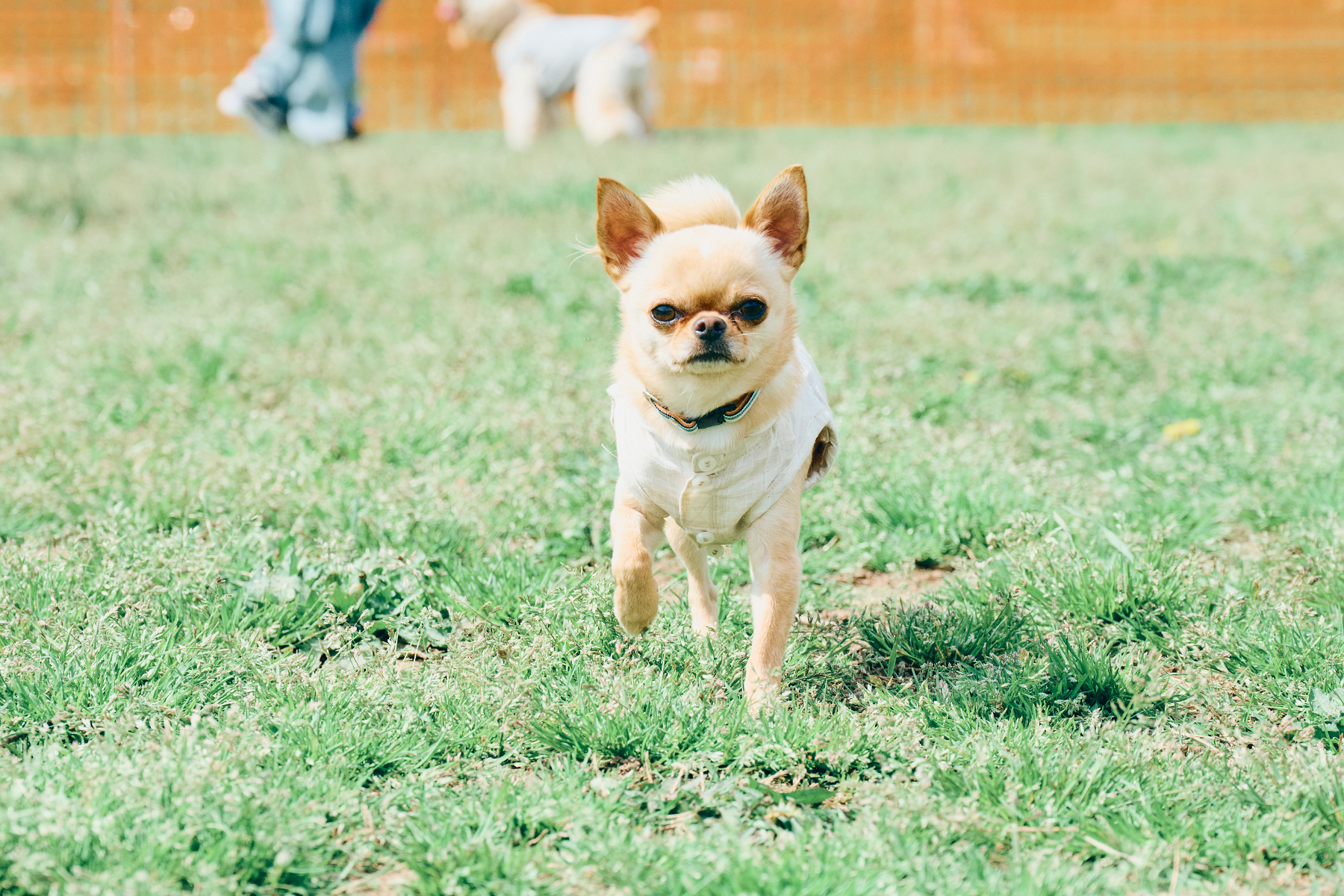 ドッグラン(Chihuahua)