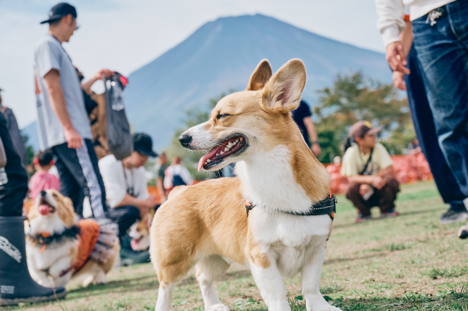 ドッグラン(Corgi 26 Autumn)
