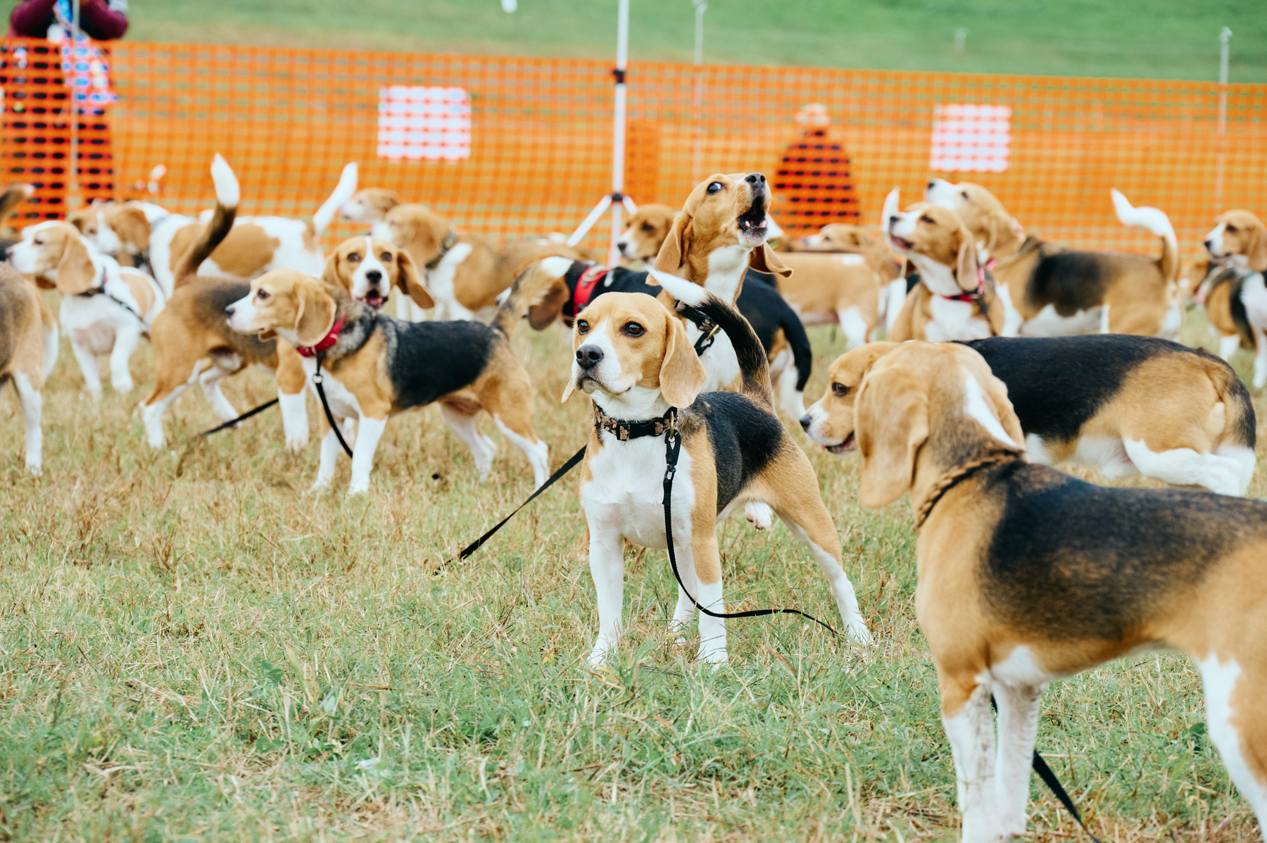 犬まみれ撮影会(Beagle)