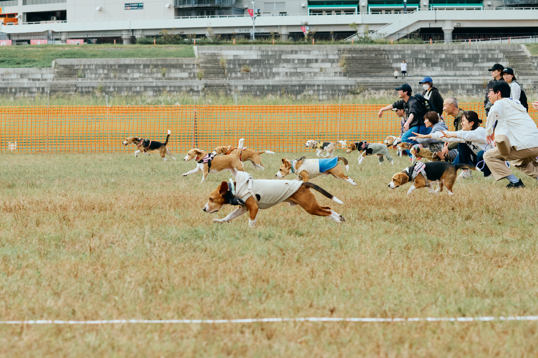 30mレース(Beagle)