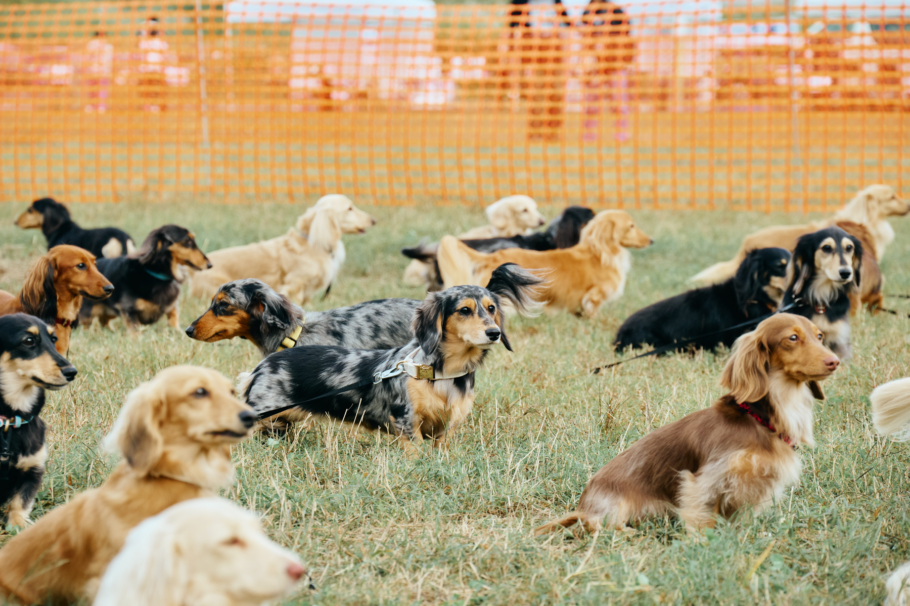 犬まみれ撮影会(Dachshund)