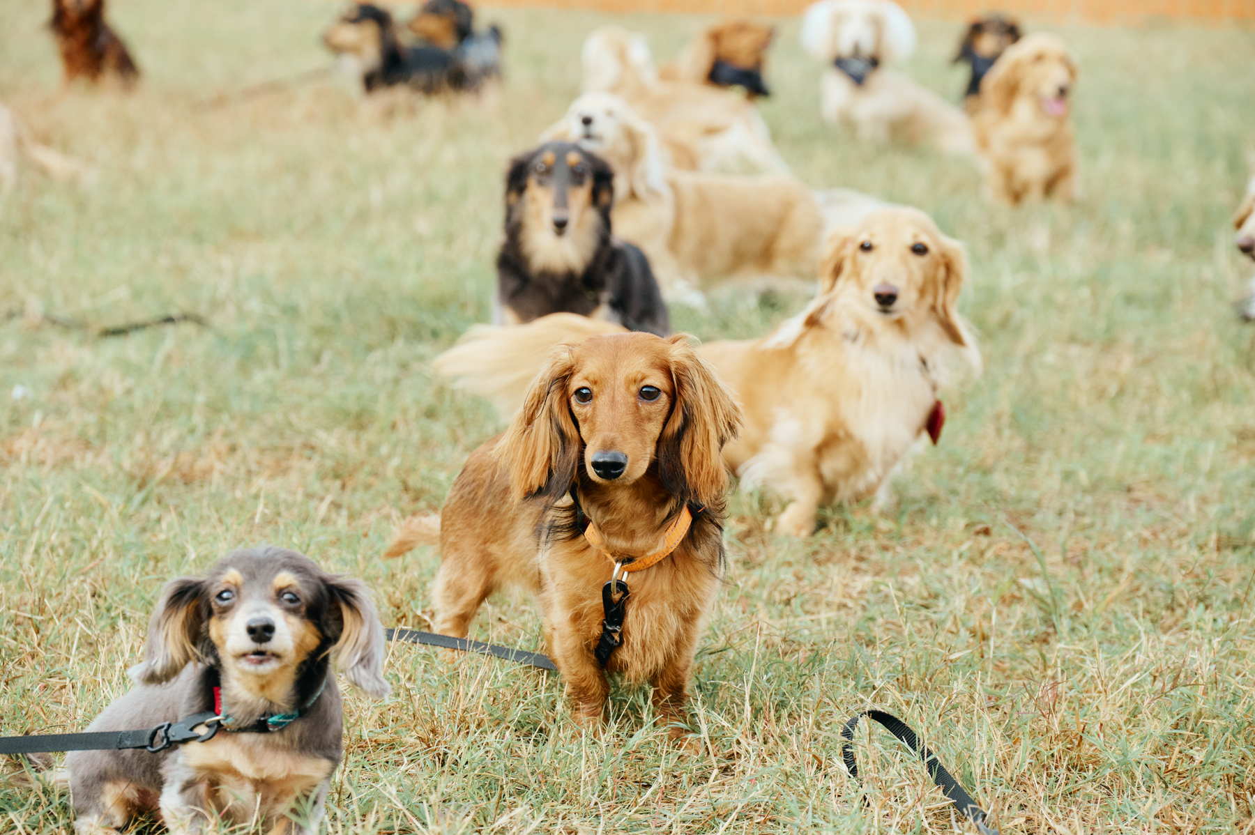 Dachshund MEET UP 2026