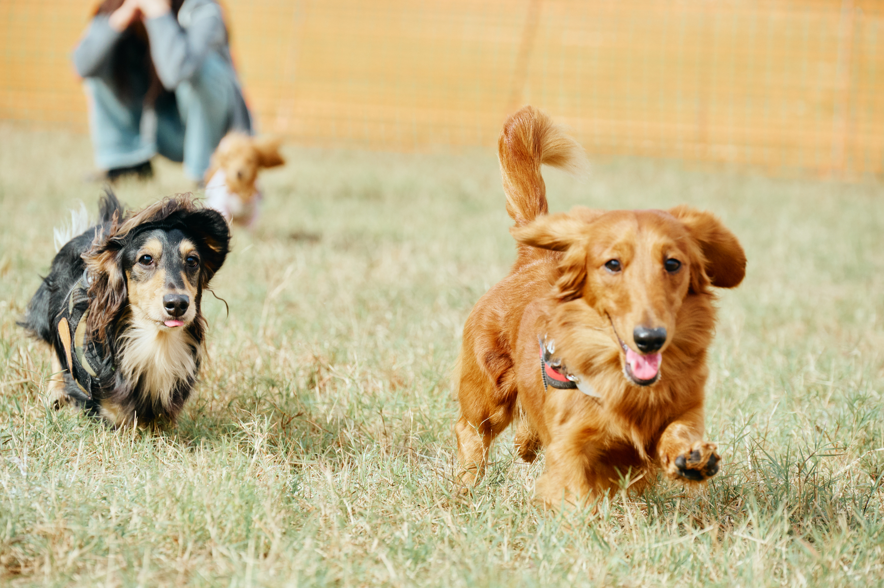 ドッグラン(Dachshund)