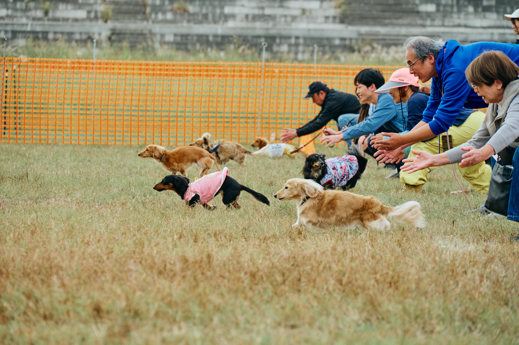 30mレース(Dachshund)