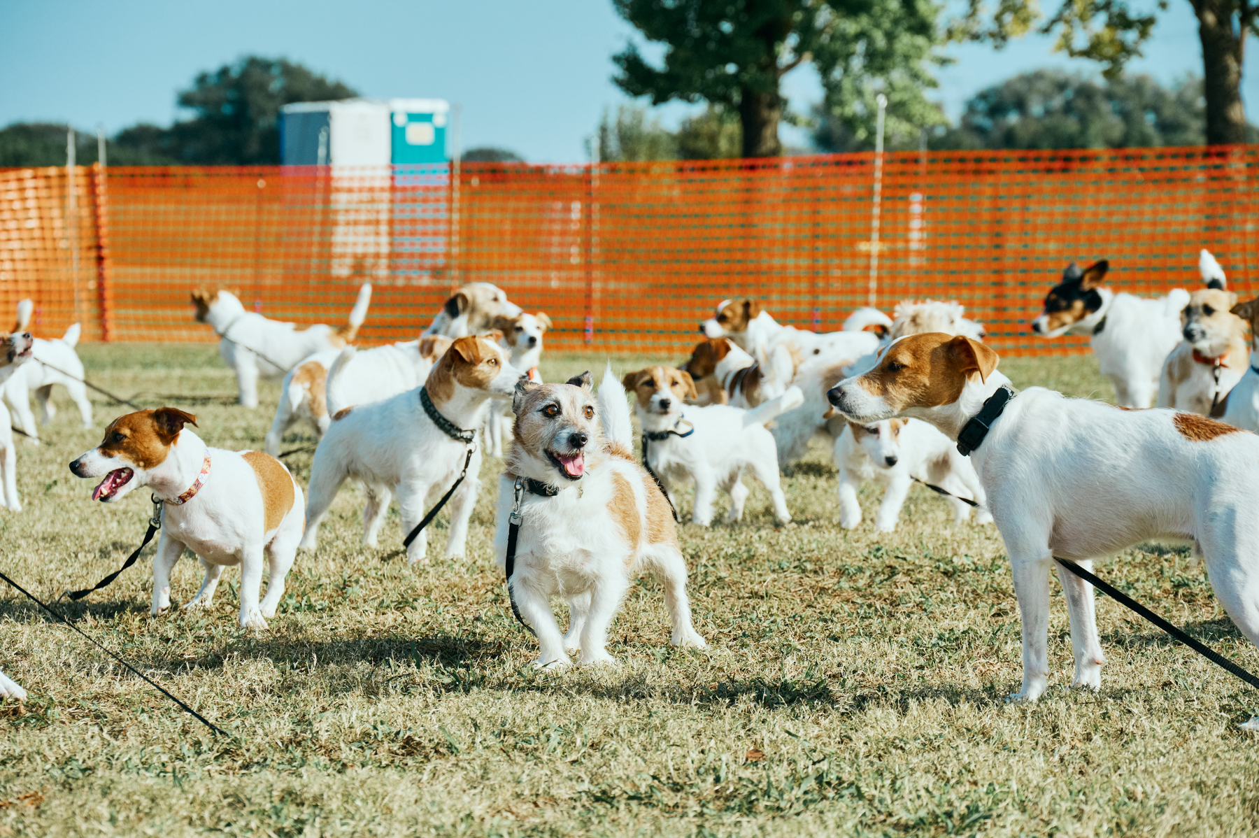 犬まみれ撮影会(Jack Russell Terrier)