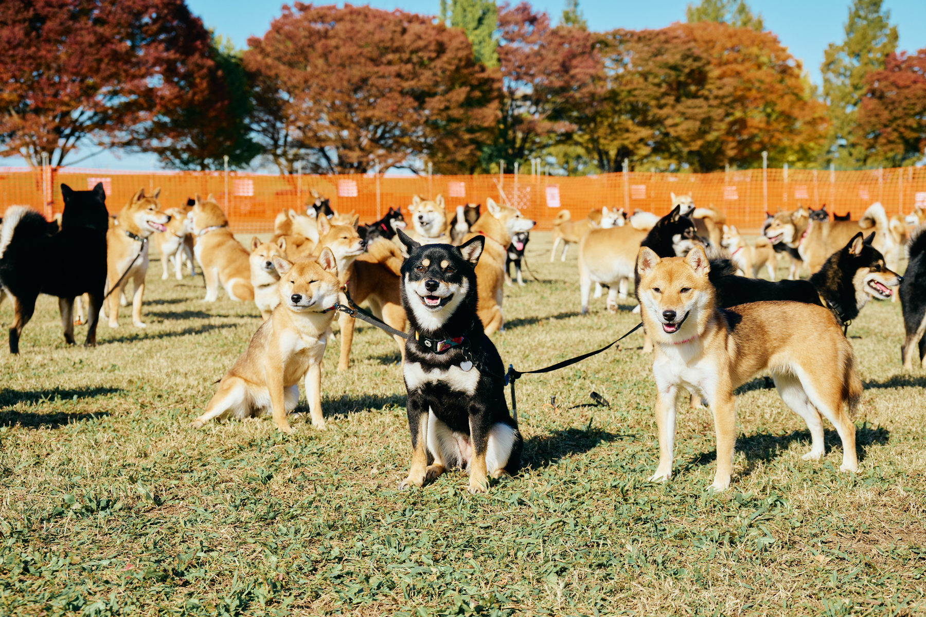 Shiba Festival 2026 Autumn | meetup | フリーステッチ free stitch