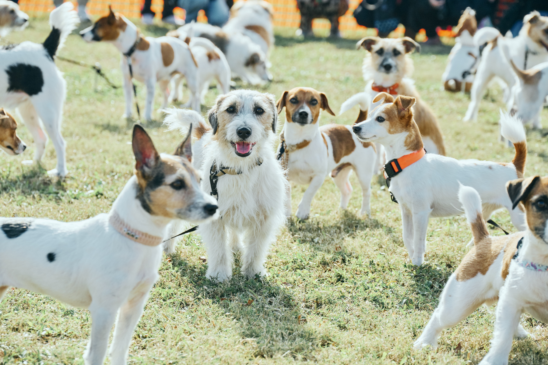 Jack Russell Terrier Festival 2026