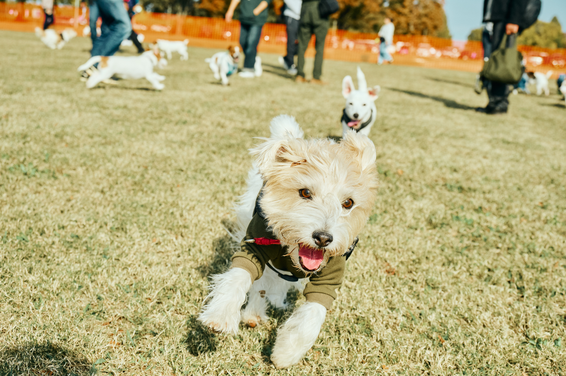 ドッグラン(Jack Russell Terrier)