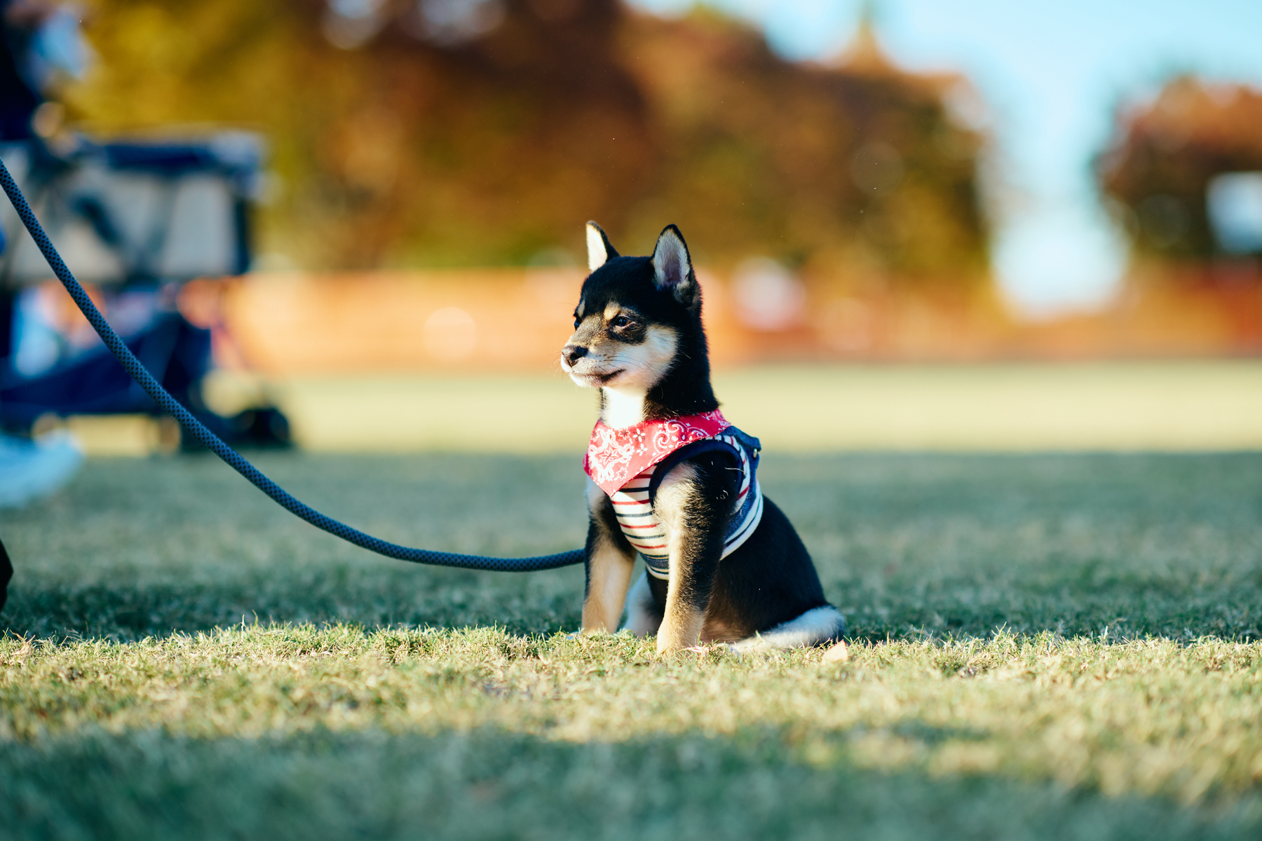 パピーセミナー(Shiba 26 Autumn)