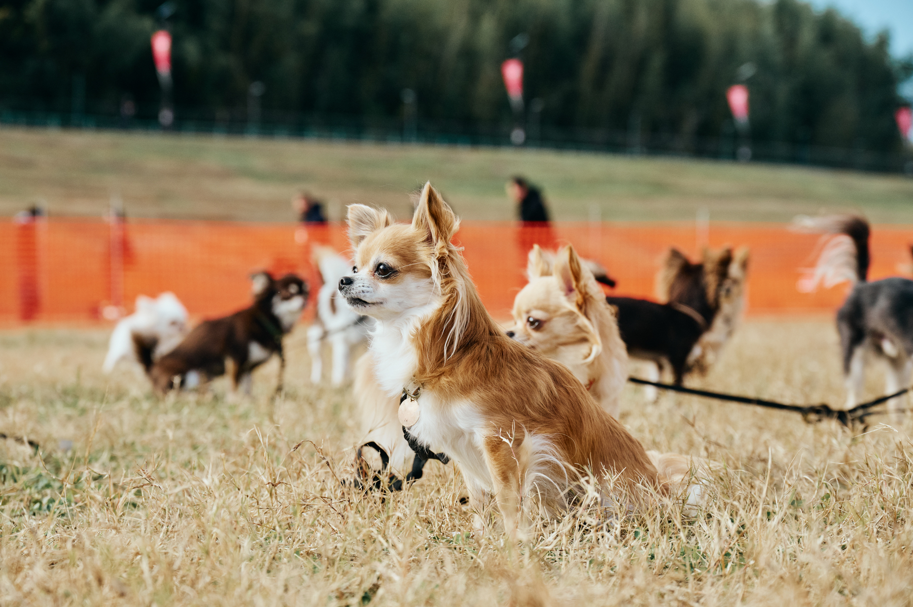 犬まみれ撮影会(Chihuahua)