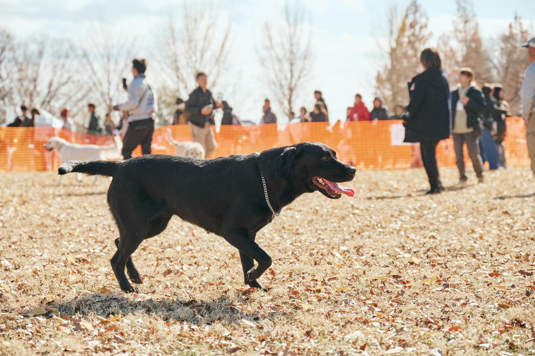 ドッグラン(Retriever)