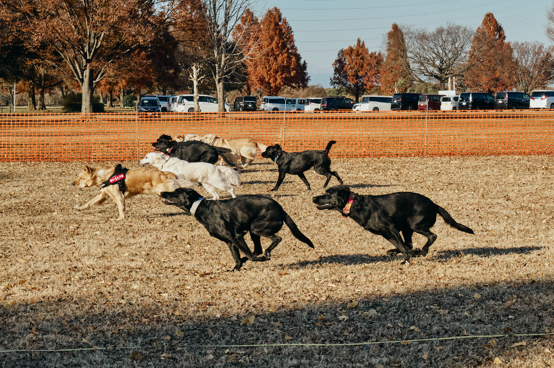 30mレース(Retriever)