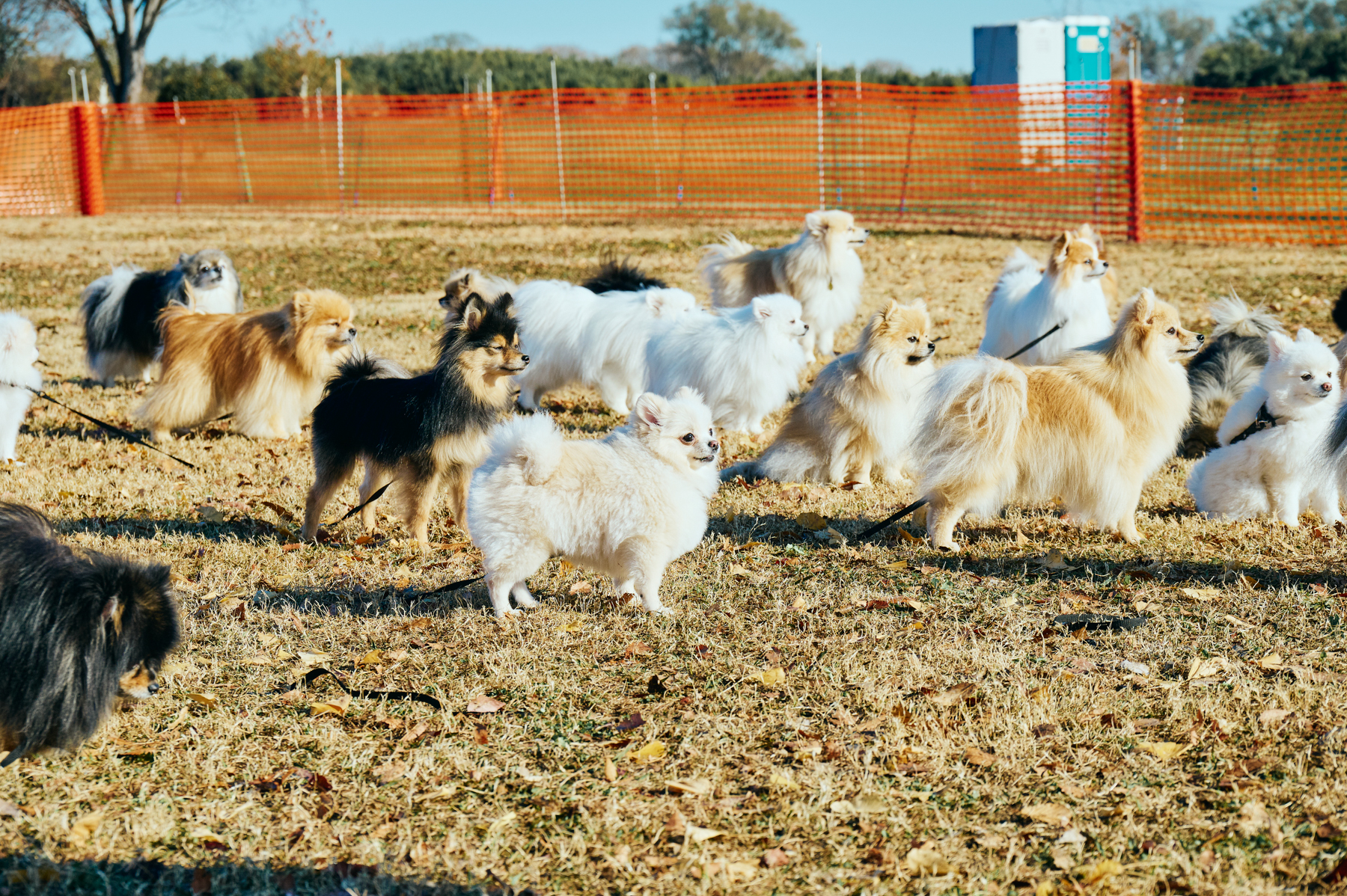 犬まみれ撮影会(Pomeranian)