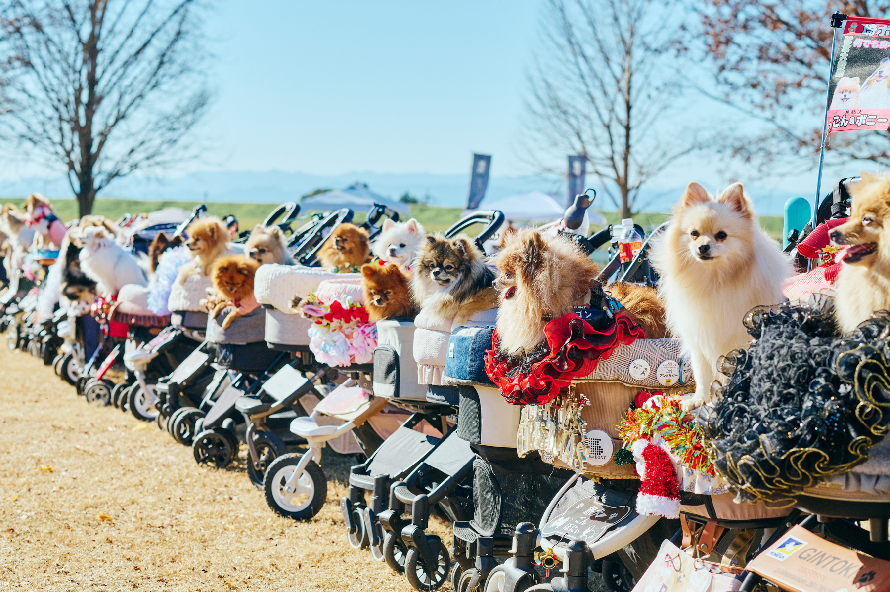 Pomeranian MEET UP 2026