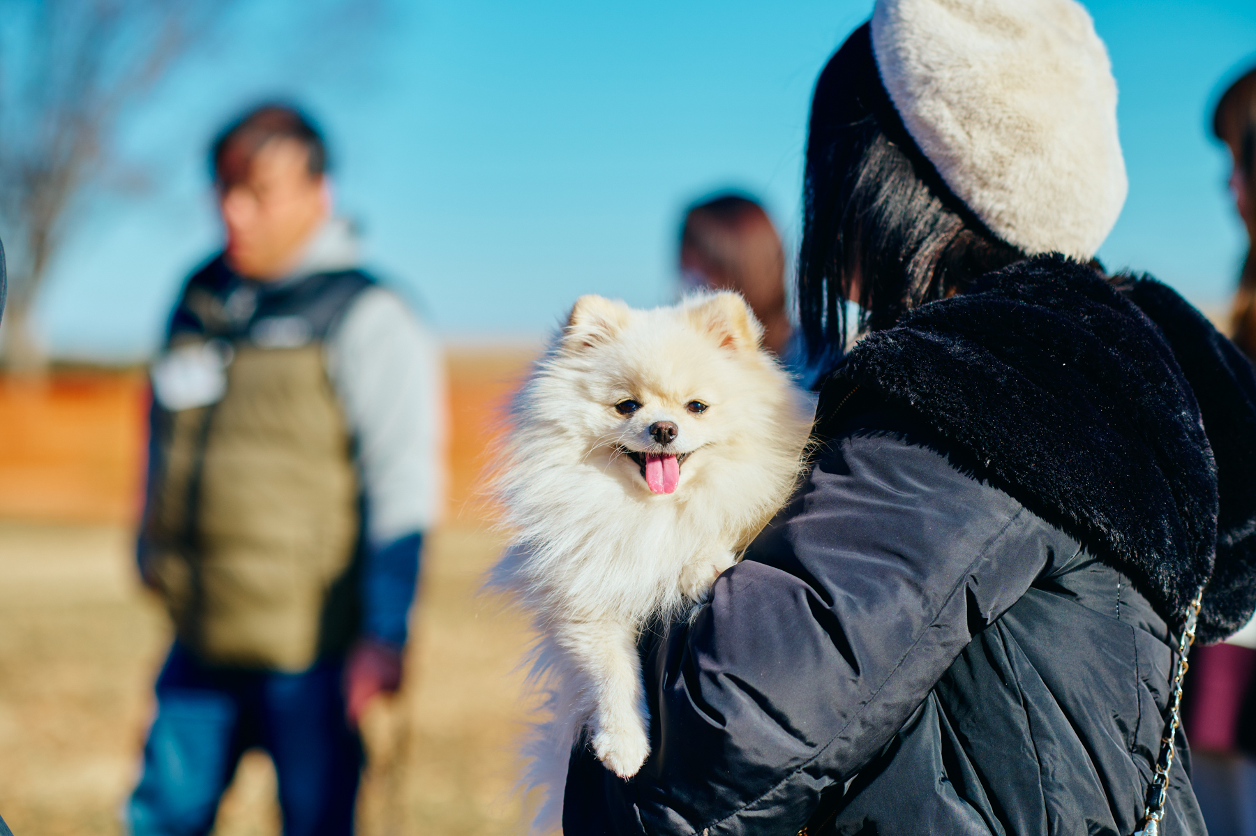 パピーセミナー(Pomeranian)