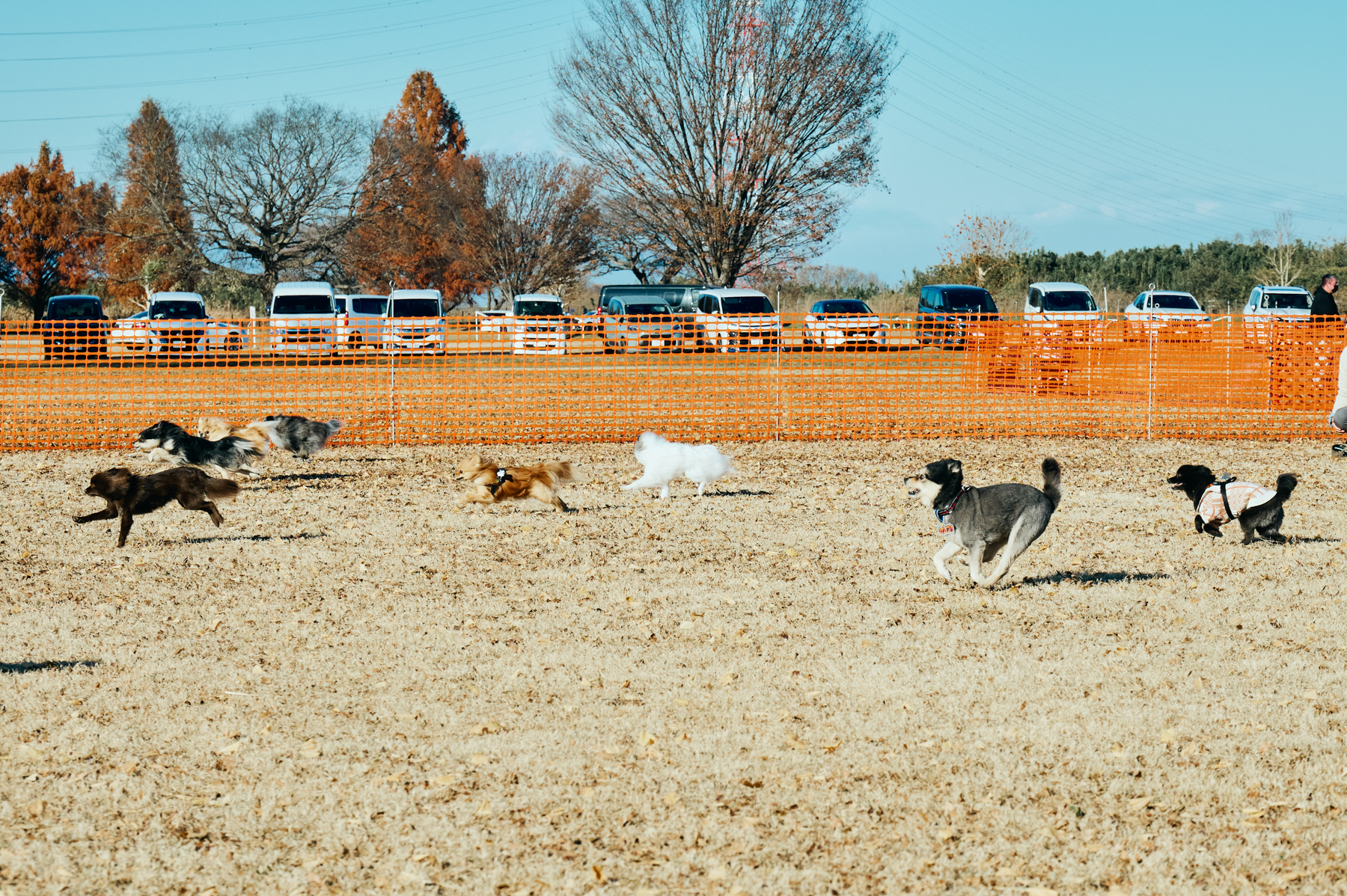 30mレース(Pomeranian)