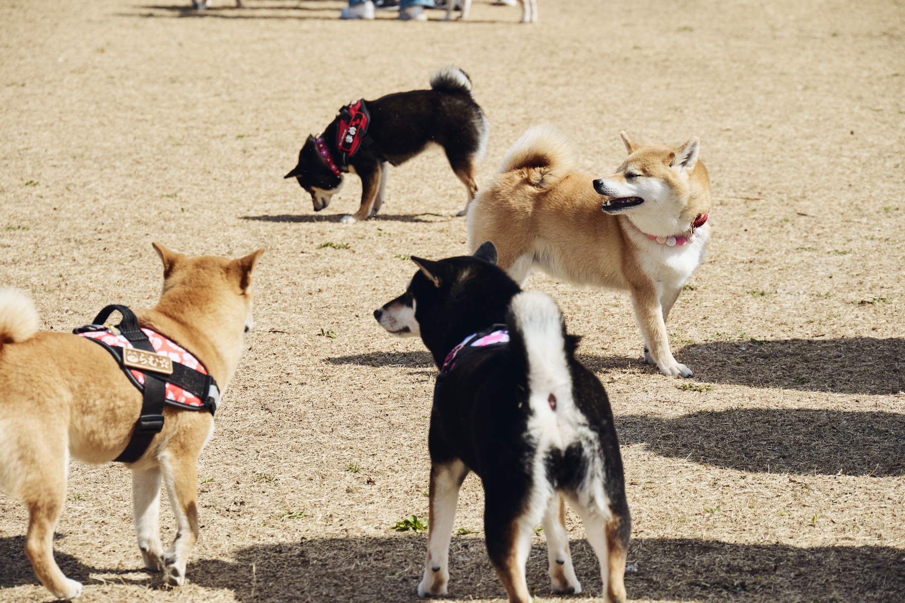 ドッグラン(Shiba 26 Autumn)