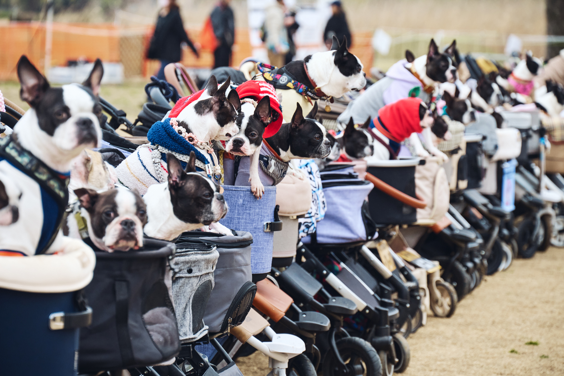 定価1.5万超★1点限フリーステッチ一番人気色！愛犬家が選ぶ大人気お散歩バッグS Boston Terrier Festival 2026 Autumn | meetup | フリーステッチ free