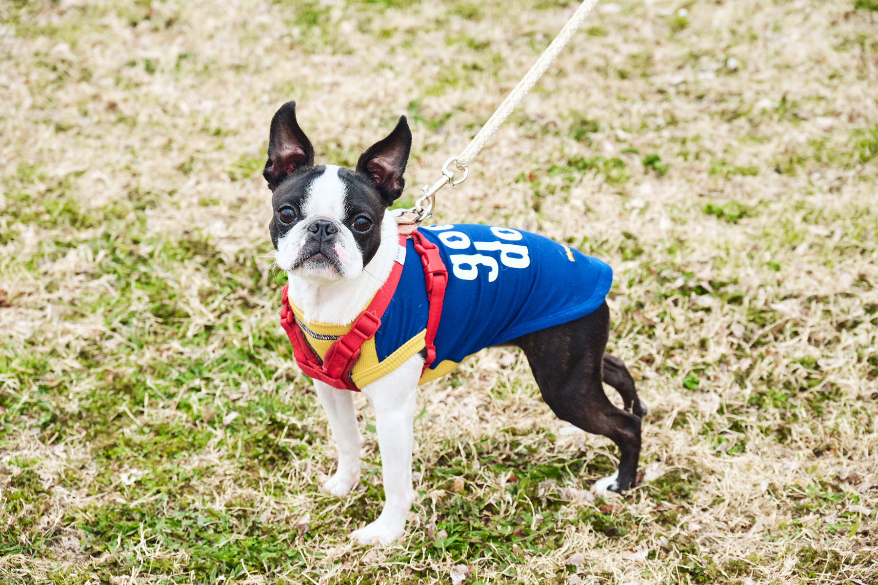 パピーセミナー(Boston 26 Autumn)