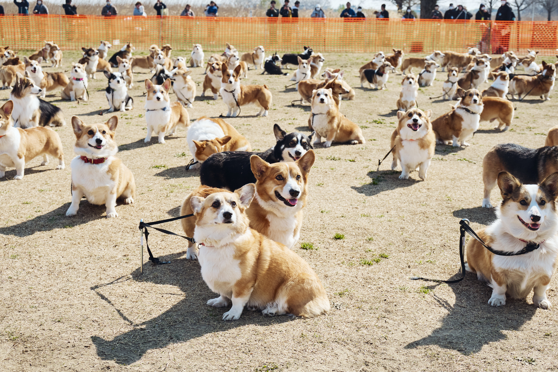 犬まみれ撮影会(Corgi 26 Autumn)