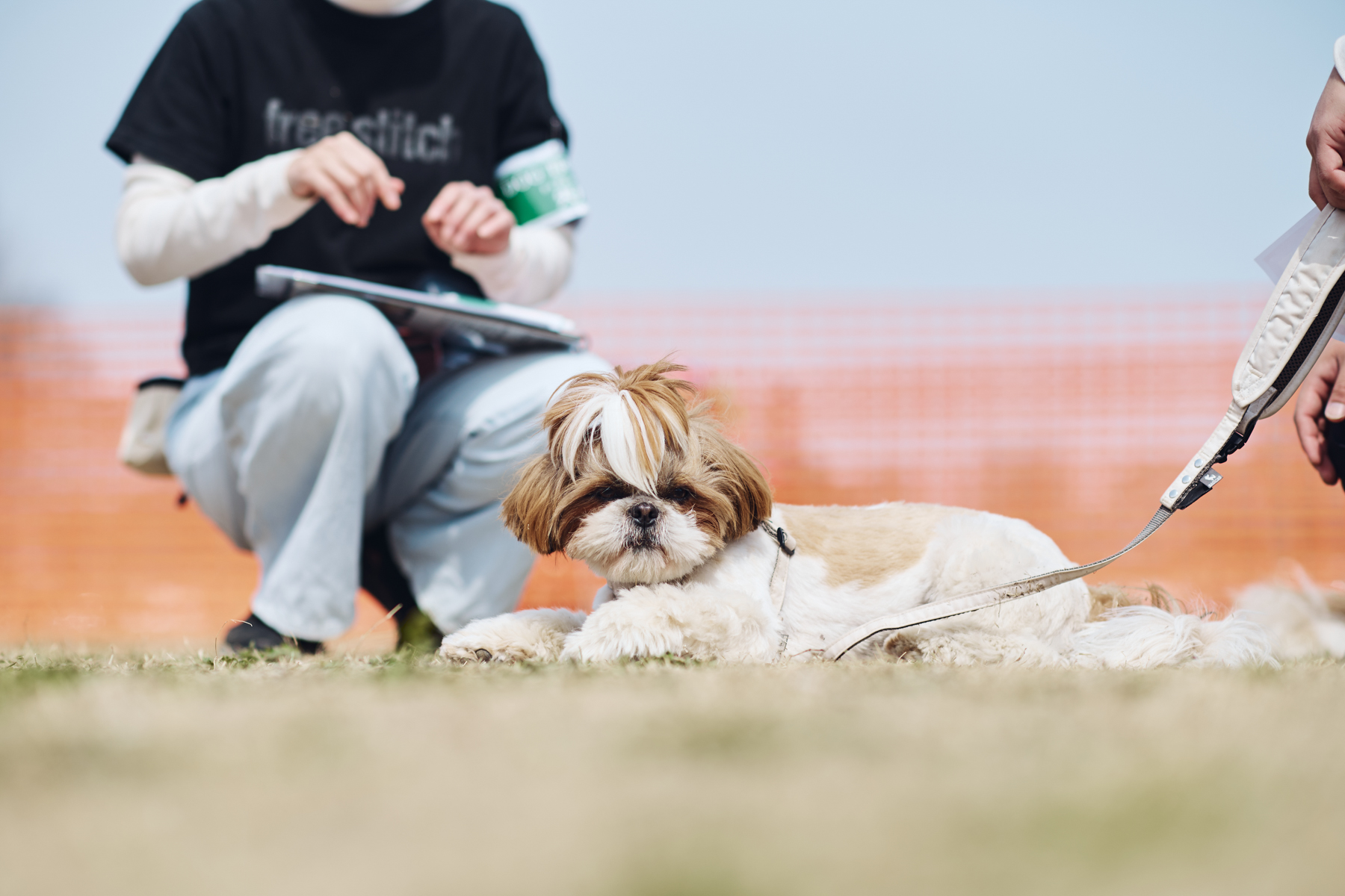 パピーセミナー(Shih Tzu 26 Autumn)