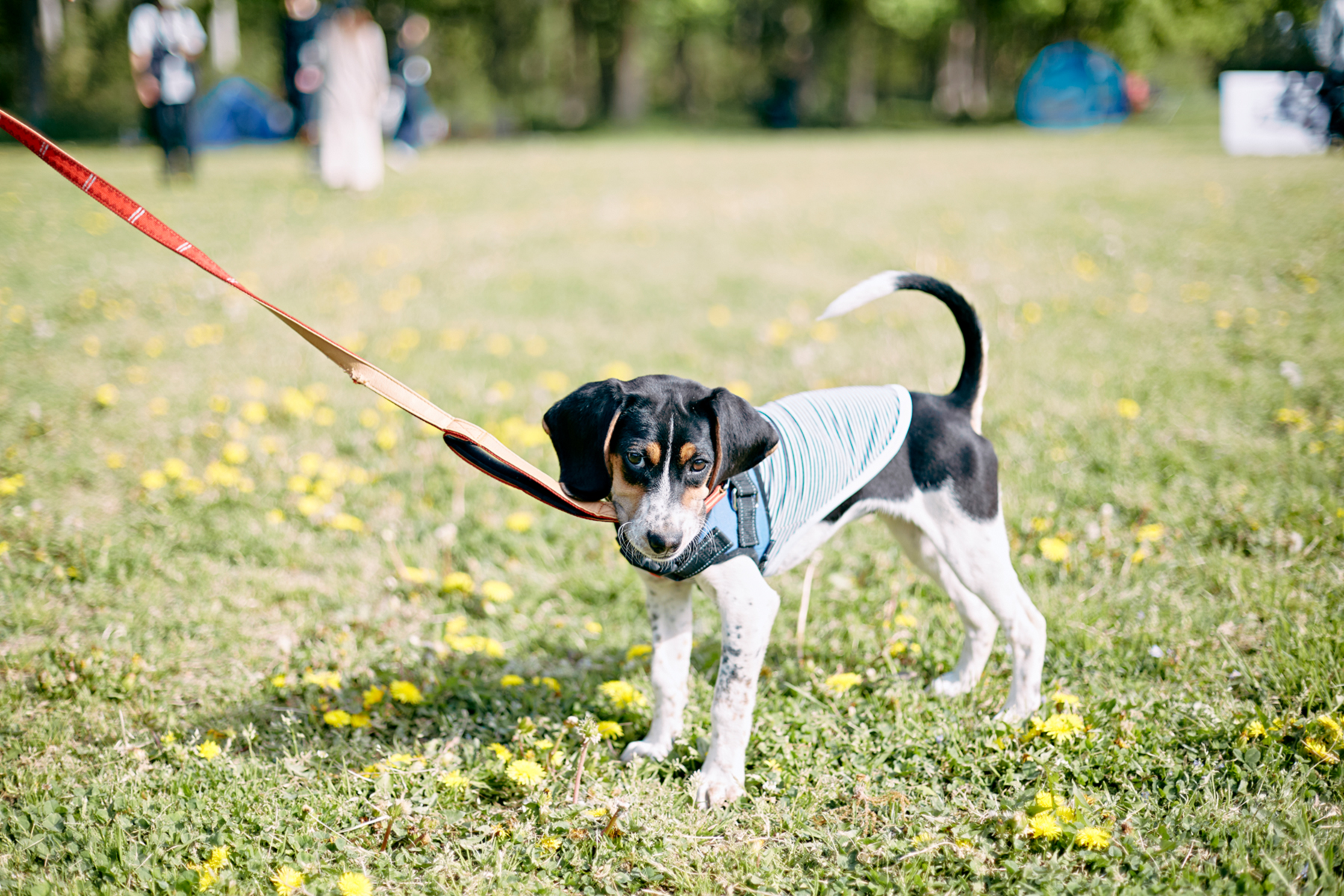 パピーセミナー(Beagle)