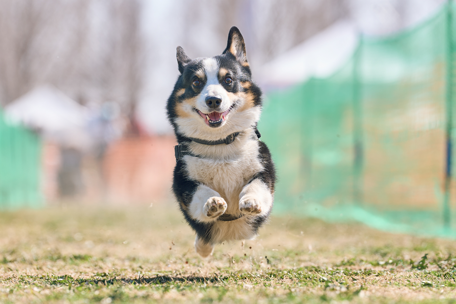 2026春夏 50mスプリント・50ｍハードル走結果発表(Corgi)
