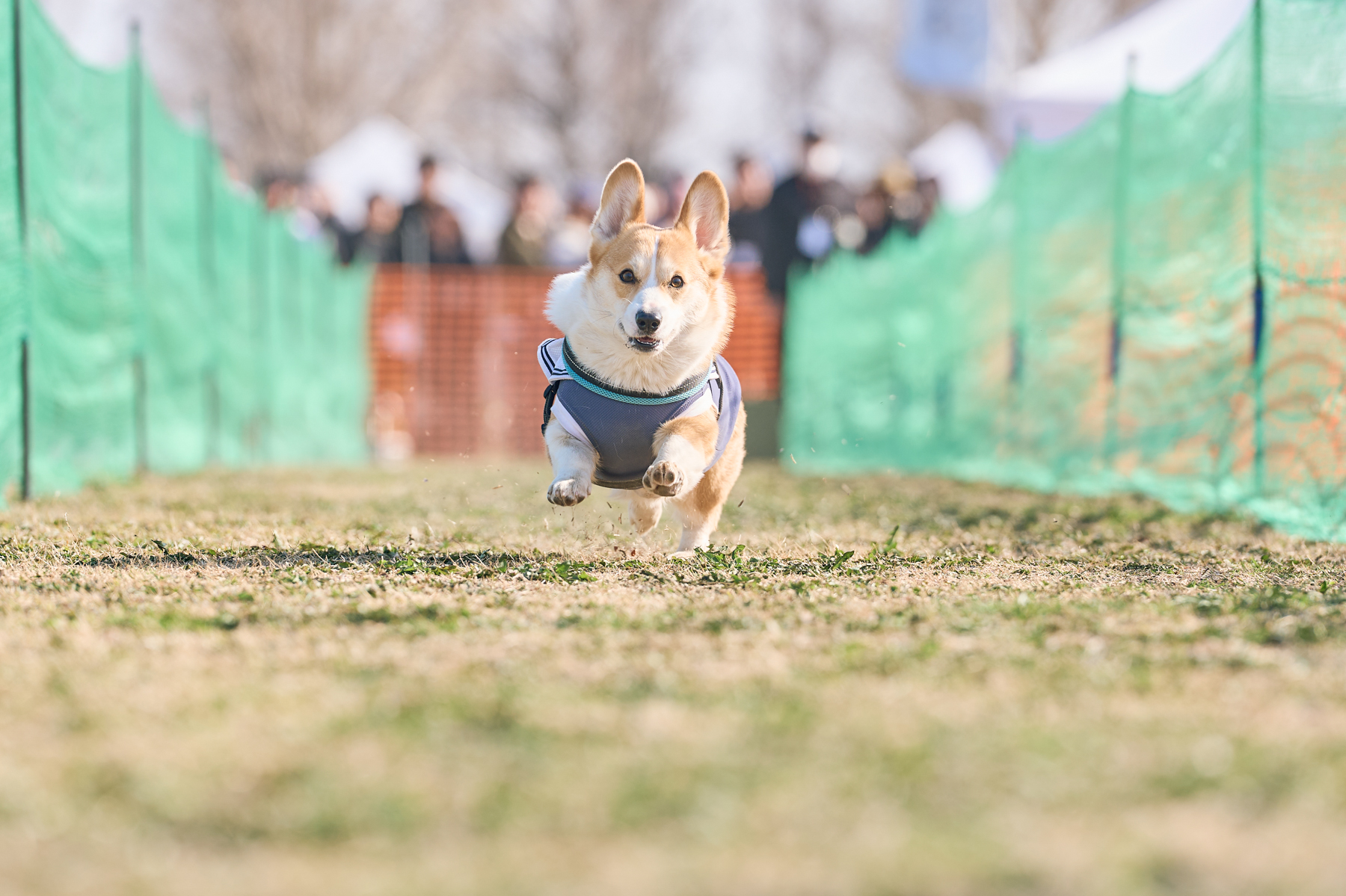50mスプリント&ハードル走(Corgi 26AW)
