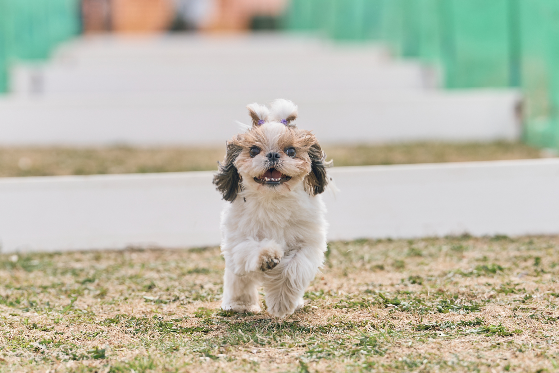 2026春夏 50mスプリント・50ｍハードル走結果発表(Shih Tzu)