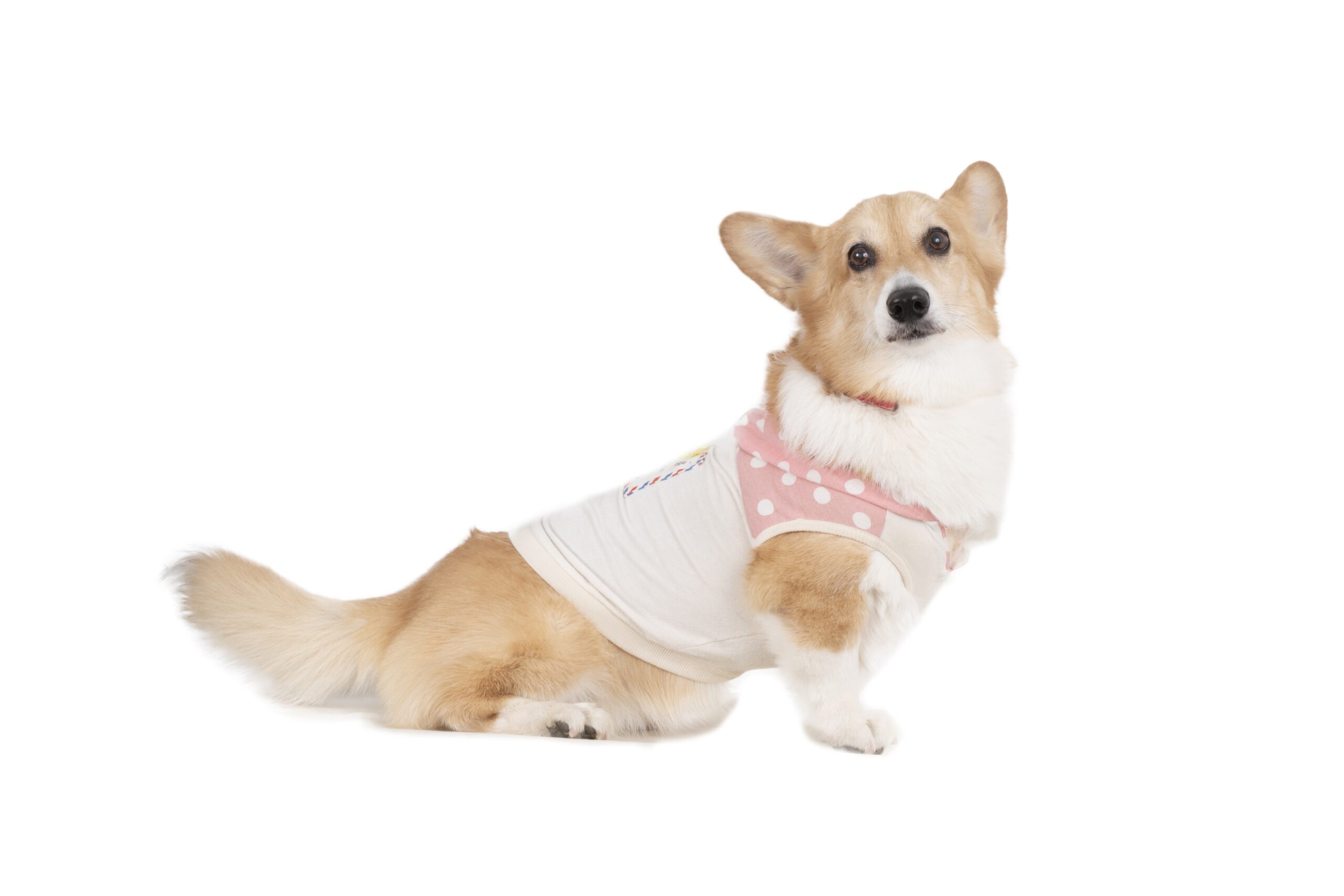 □姉御さま専用愛犬ミツバチコーギーちゃんストラップオーダー確認用ページ□ペット Meet up dog photo gallery | フリーステッチ free stitch