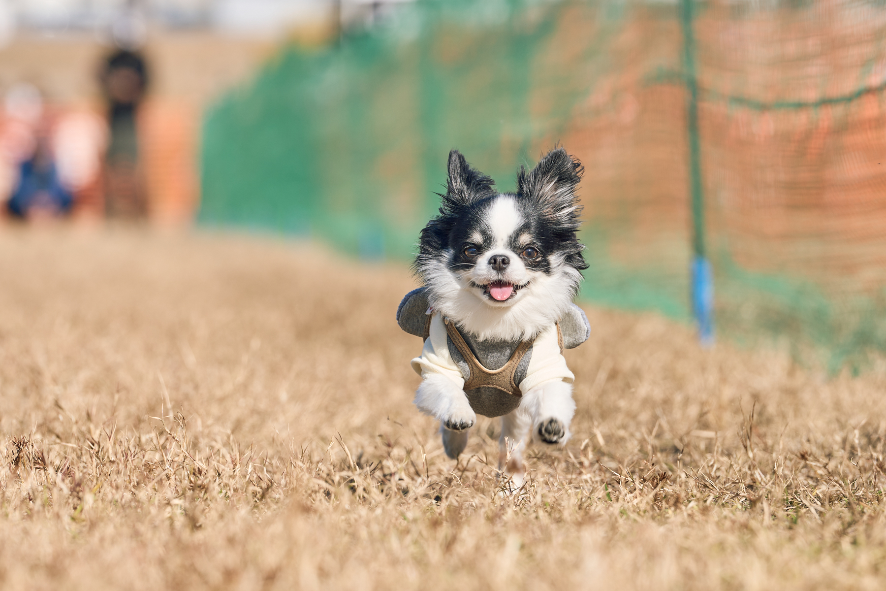 50mスプリント&ハードル走(Chihuahua)