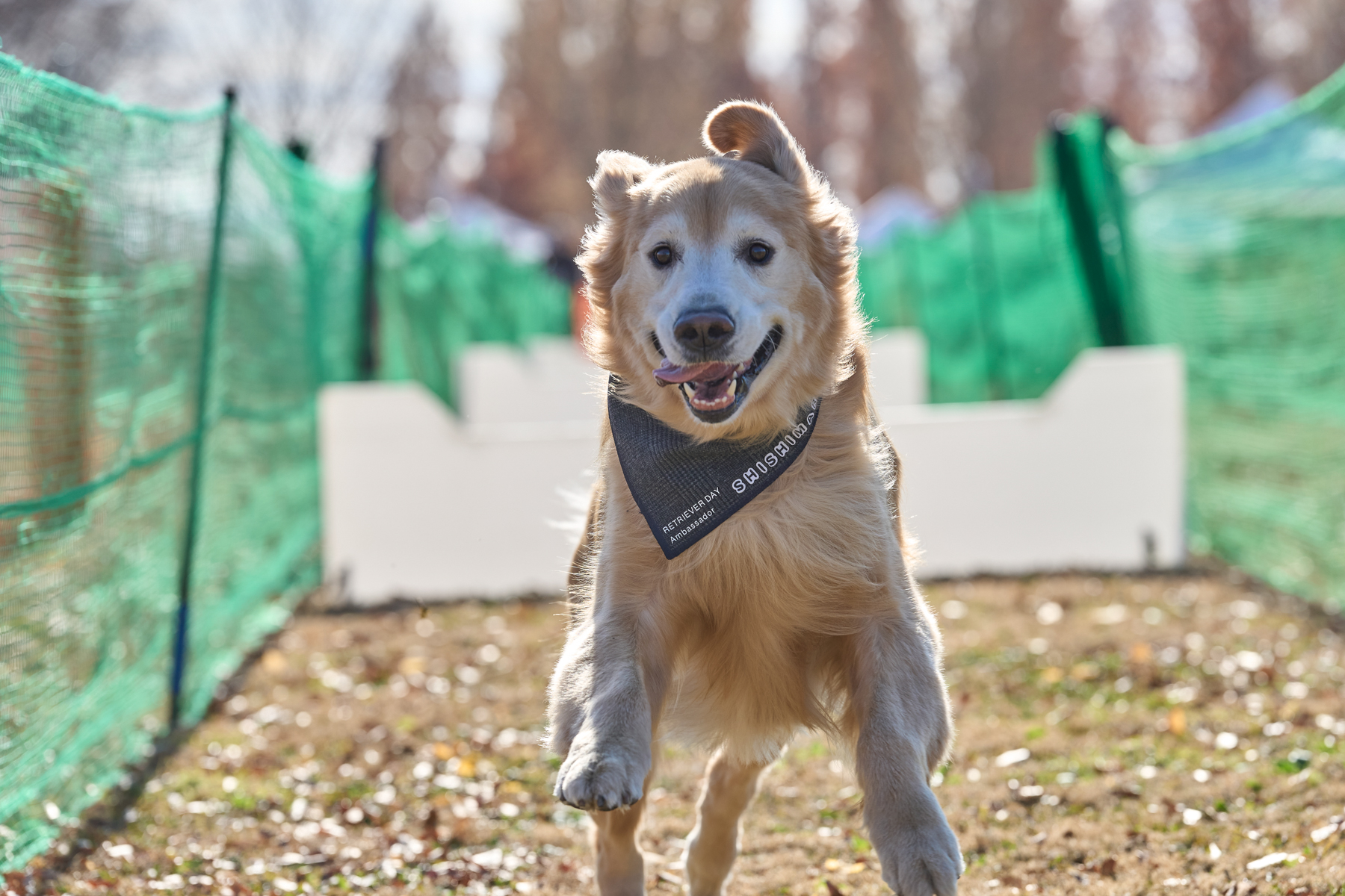 50mスプリント&ハードル走(Retriever)