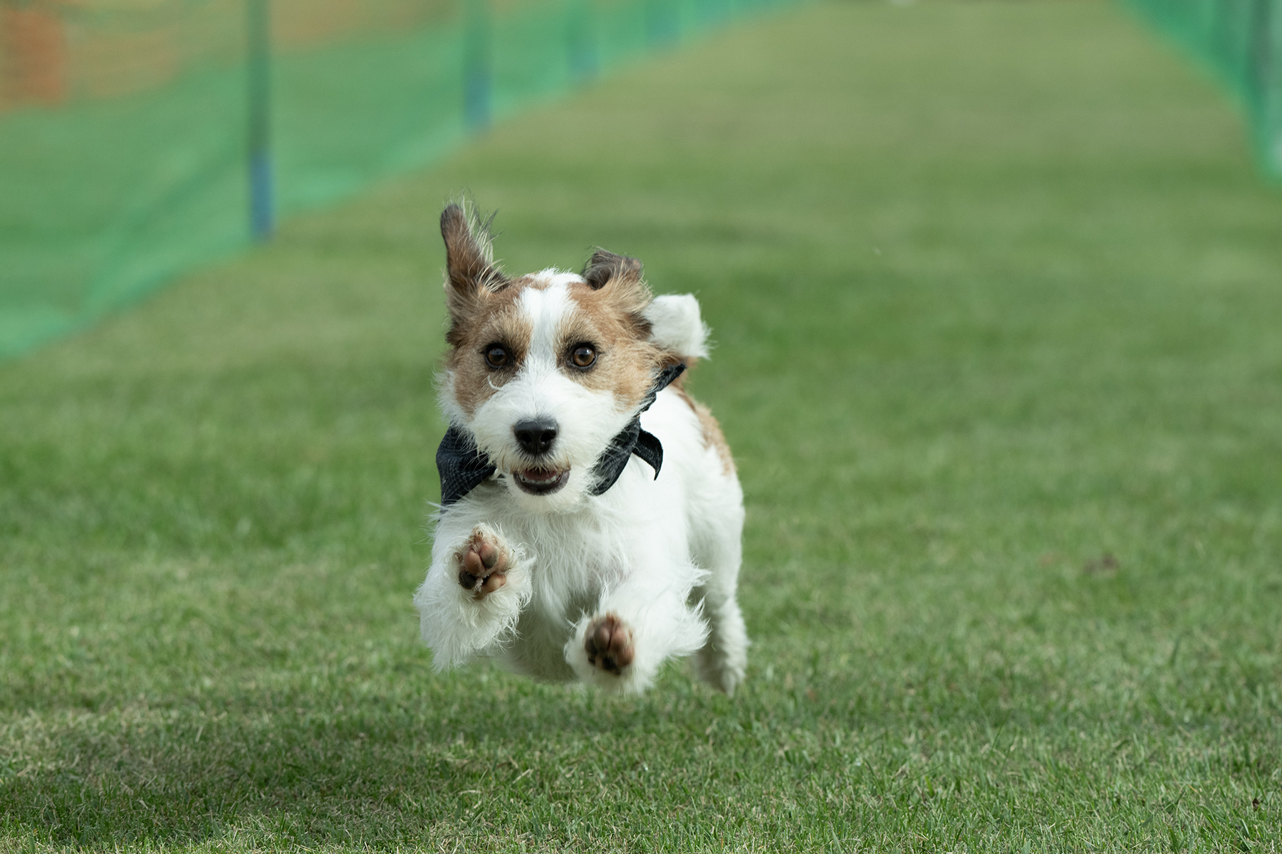 50mスプリント&ハードル走(Jack Russell Terrier)