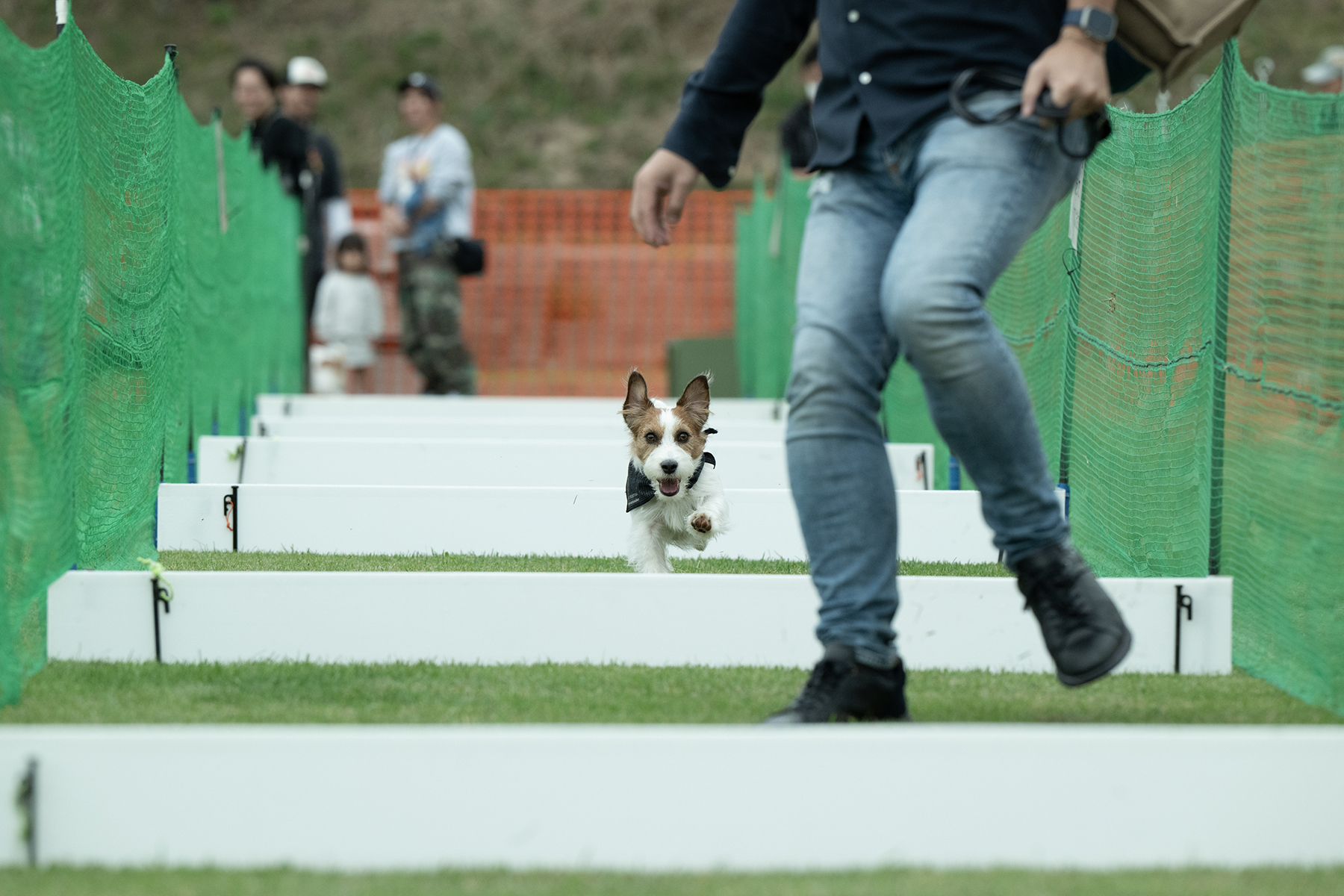 家族でダッシュ撮影(Jack Russell Terrier)