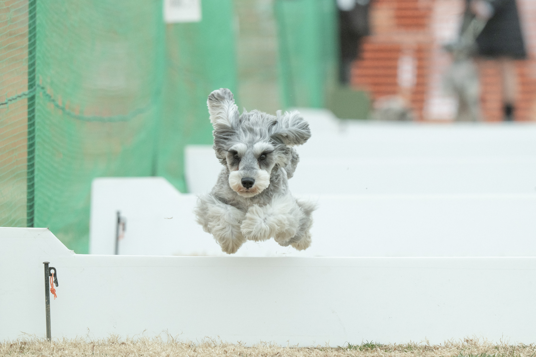 2026春夏 50mスプリント・50ｍハードル走結果発表(Schnauzer)