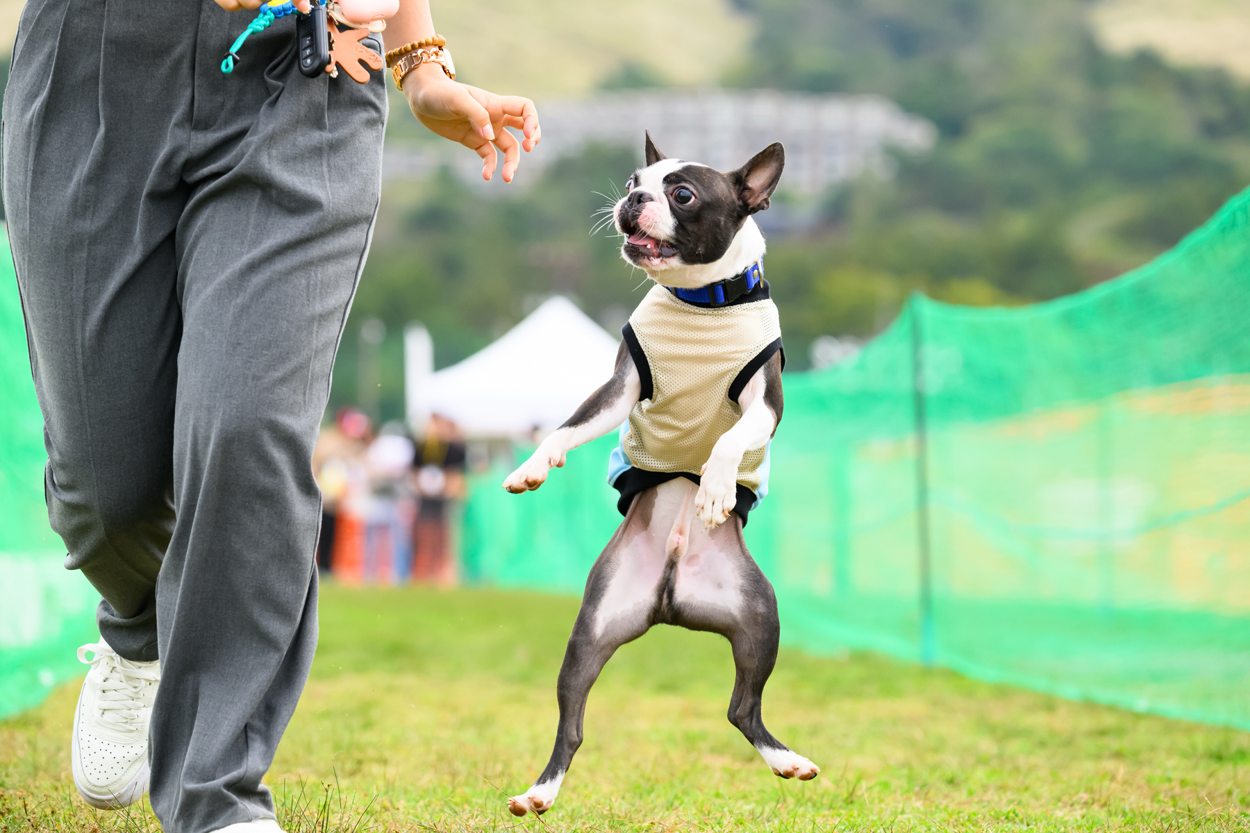 家族でダッシュ撮影(Boston Terrier)