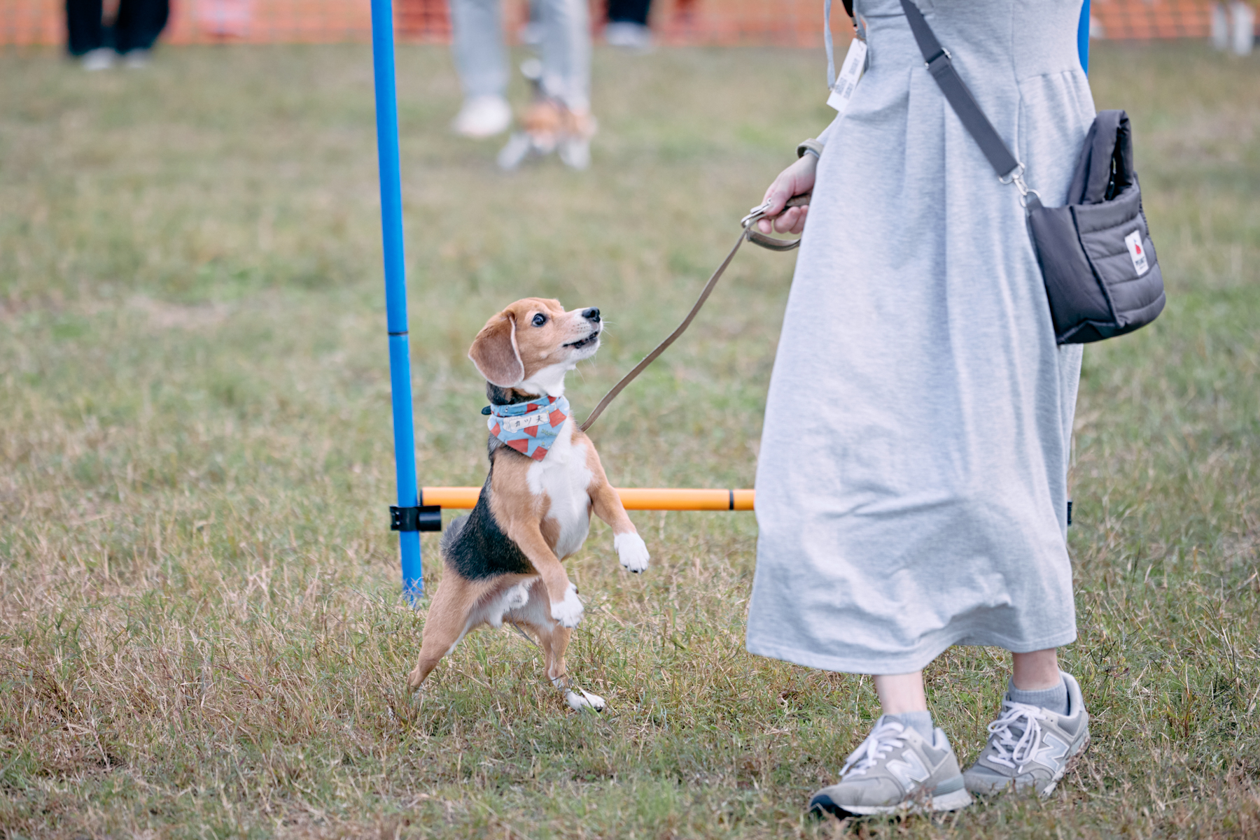 フィールドコンテンツ紹介(Beagle)