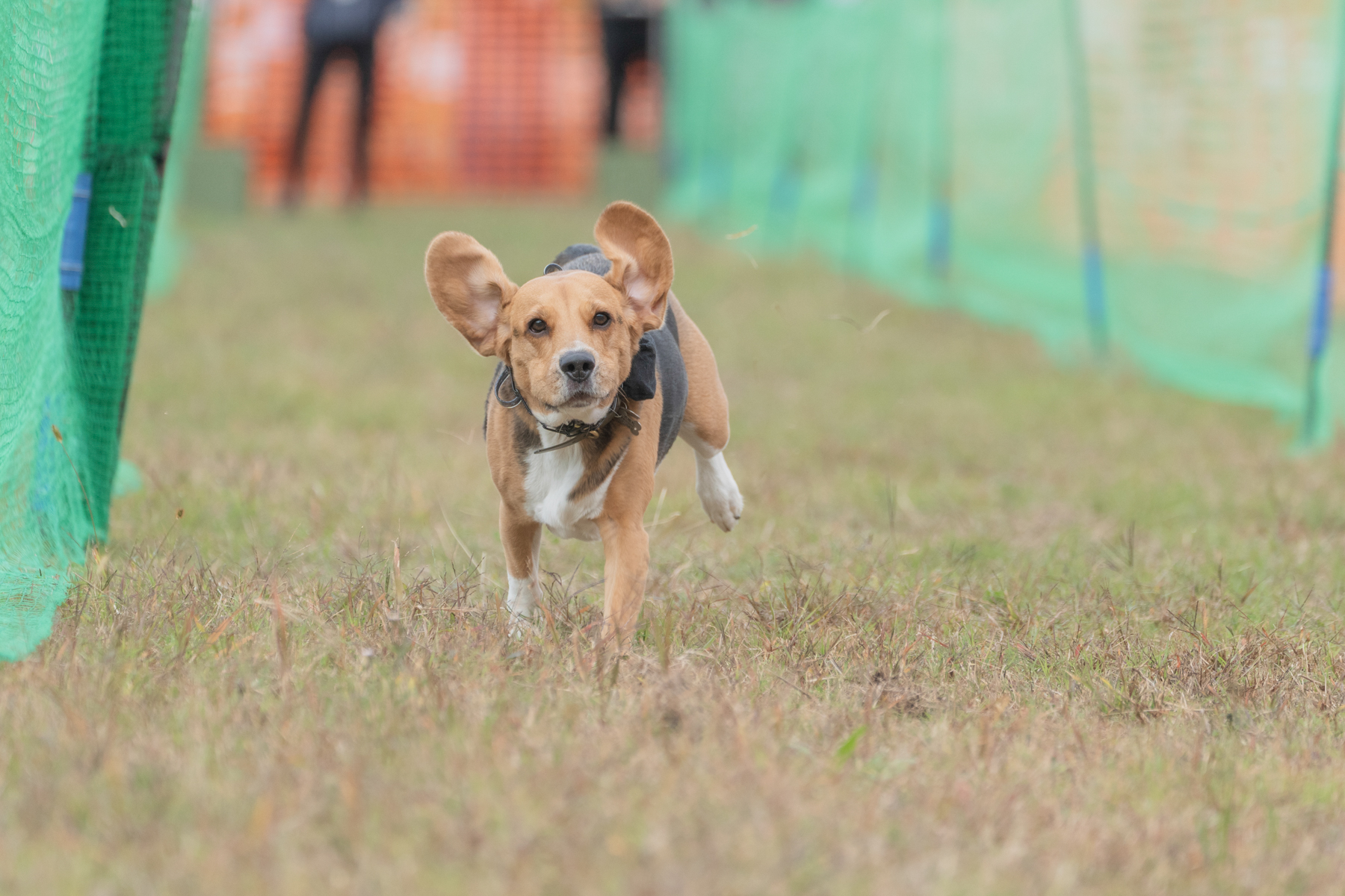 50mスプリント&ハードル走(Beagle)
