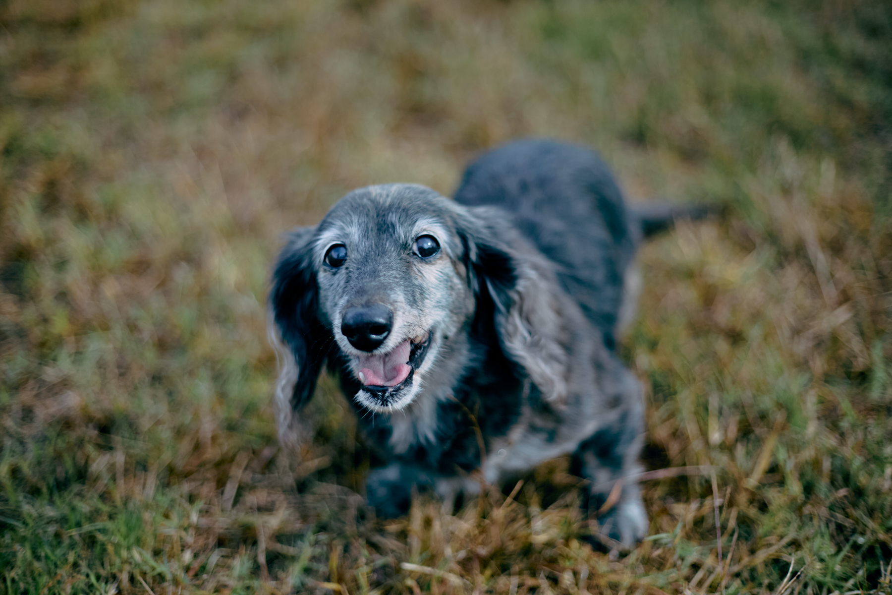 ご長寿犬発表（Dachshund 2025秋）