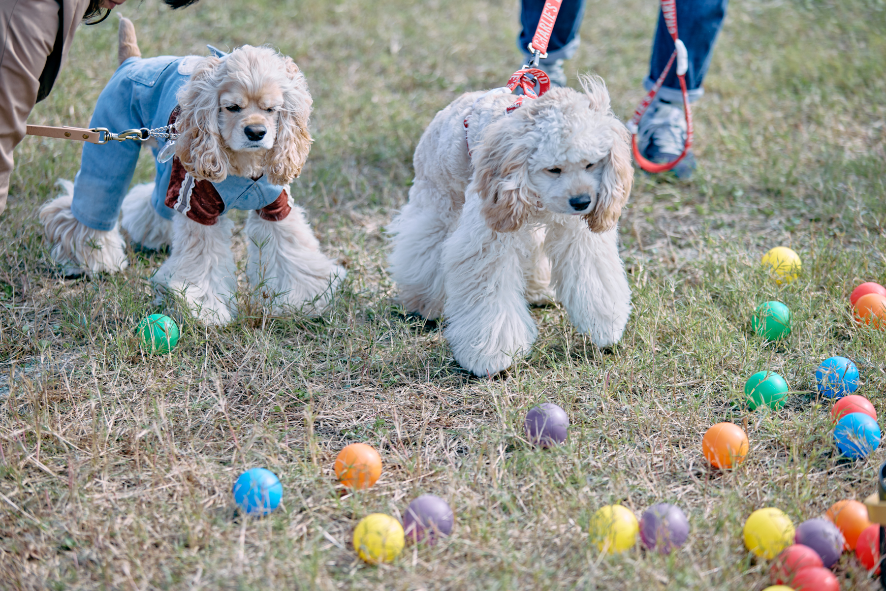 ボール取りゲーム(Cocker Spaniel)